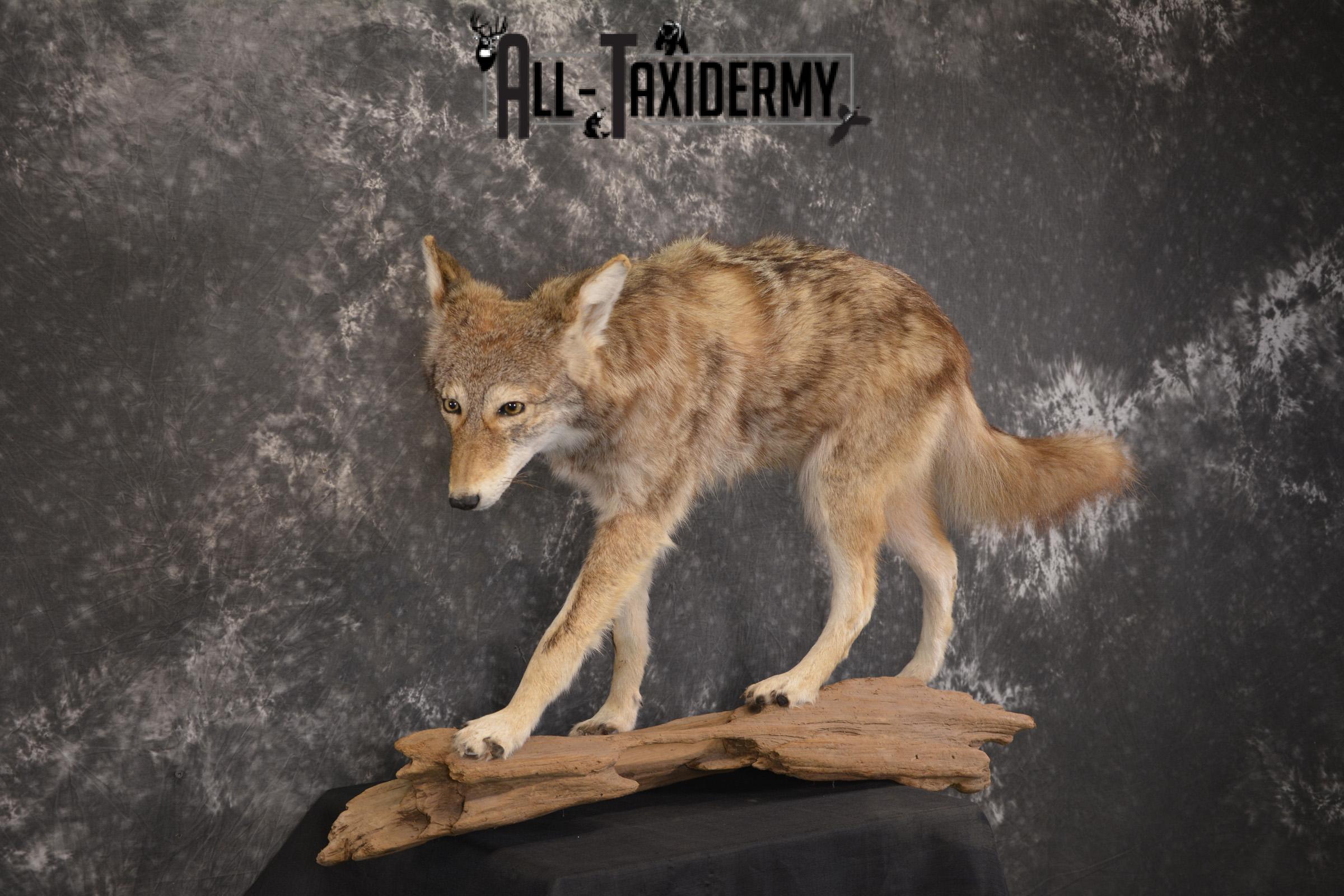 Full Body Coyote taxidermy mount for sale SKU 1968 - Image 3