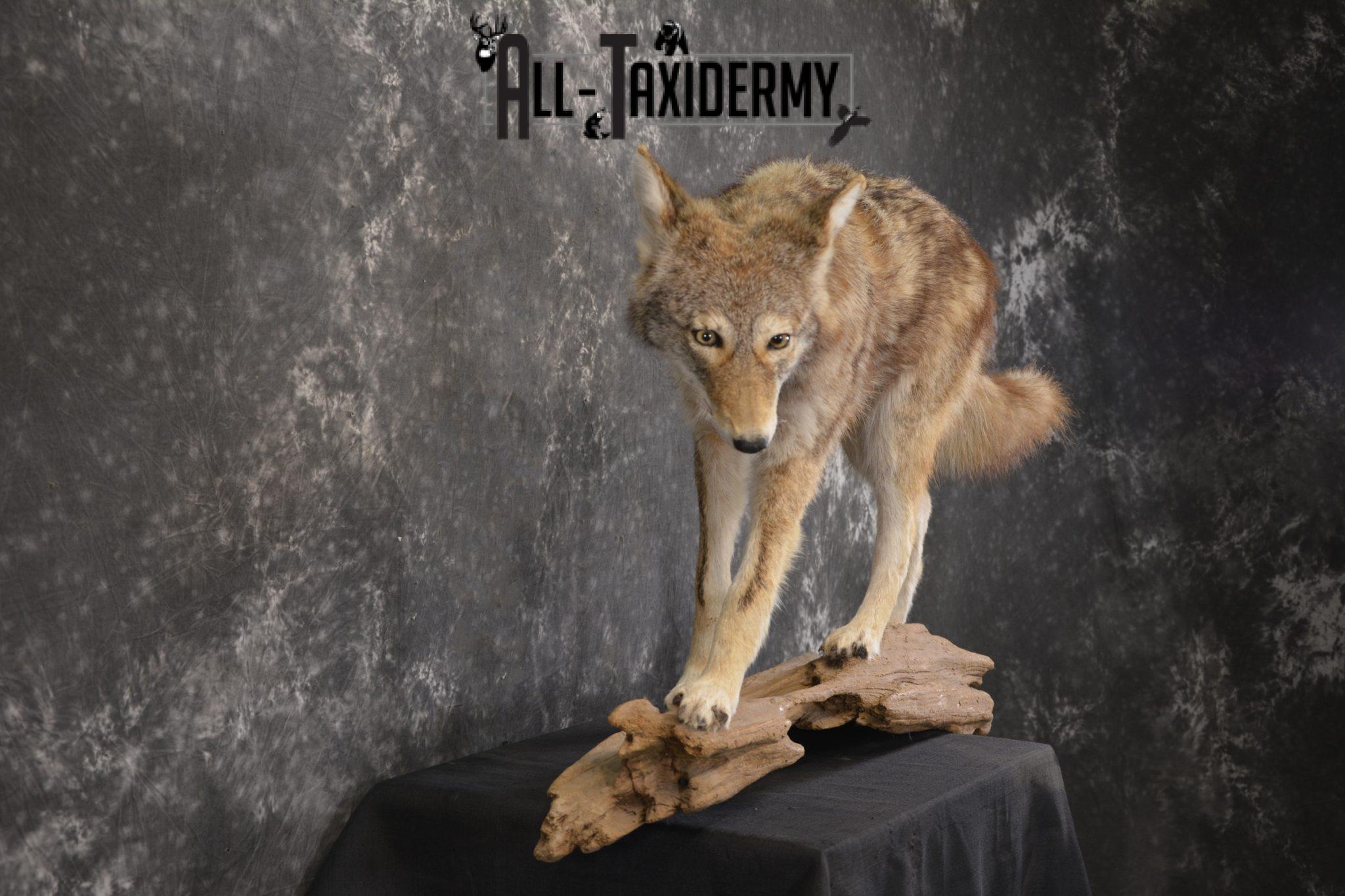 stuffed coyote taxidermy