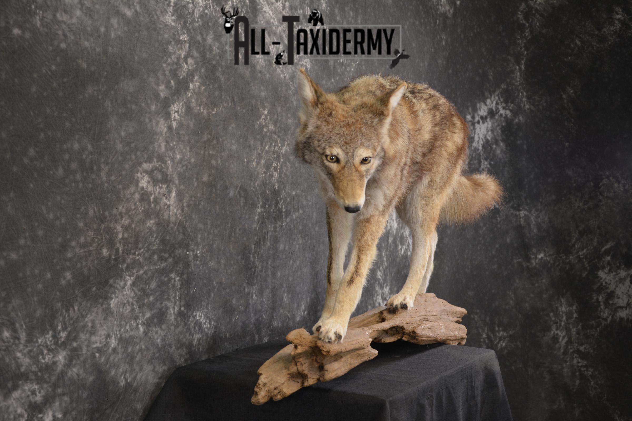 Full Body Coyote taxidermy mount for sale SKU 1968 - Image 2