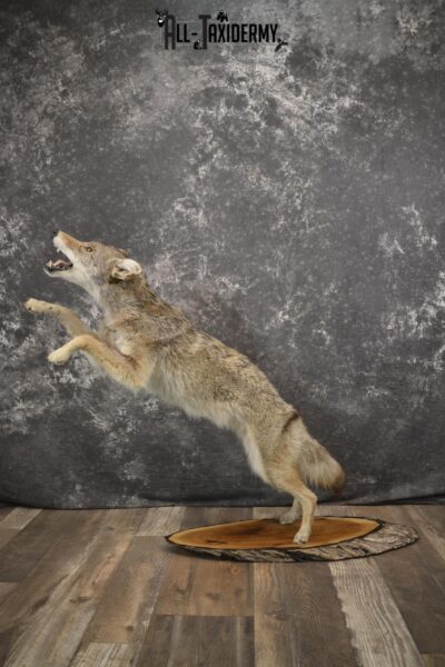 Full body coyote taxidermy mount for sale SKU 1963