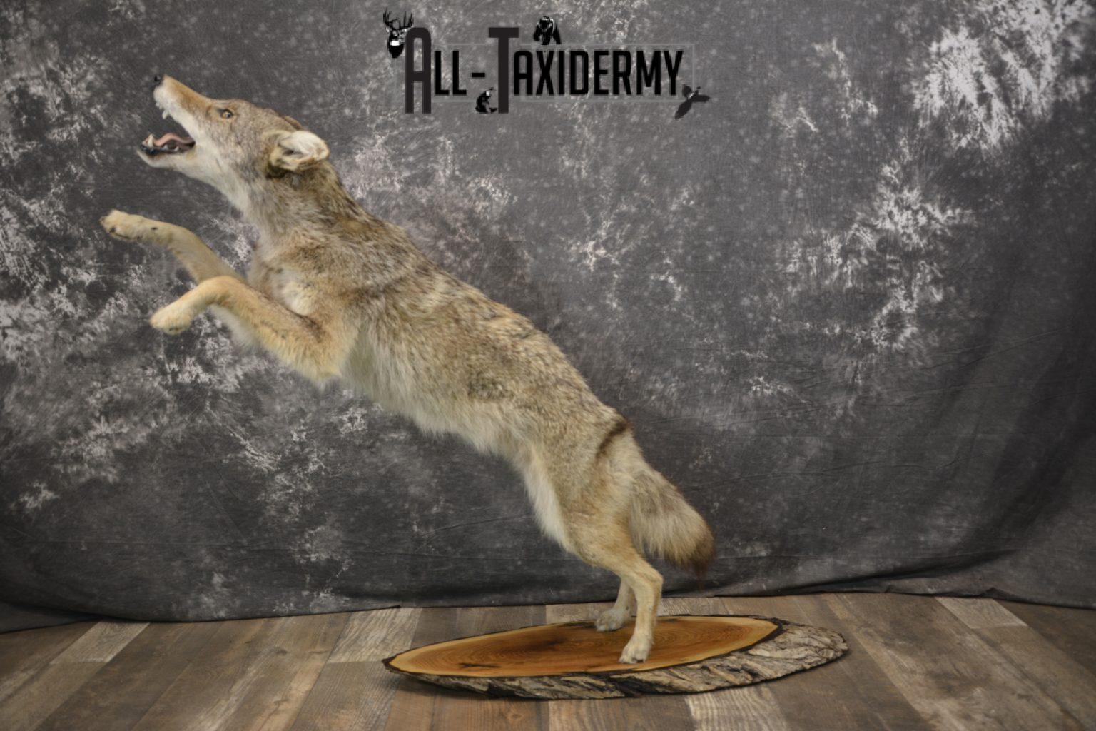 Full body coyote taxidermy mount for sale SKU 1963 All Taxidermy