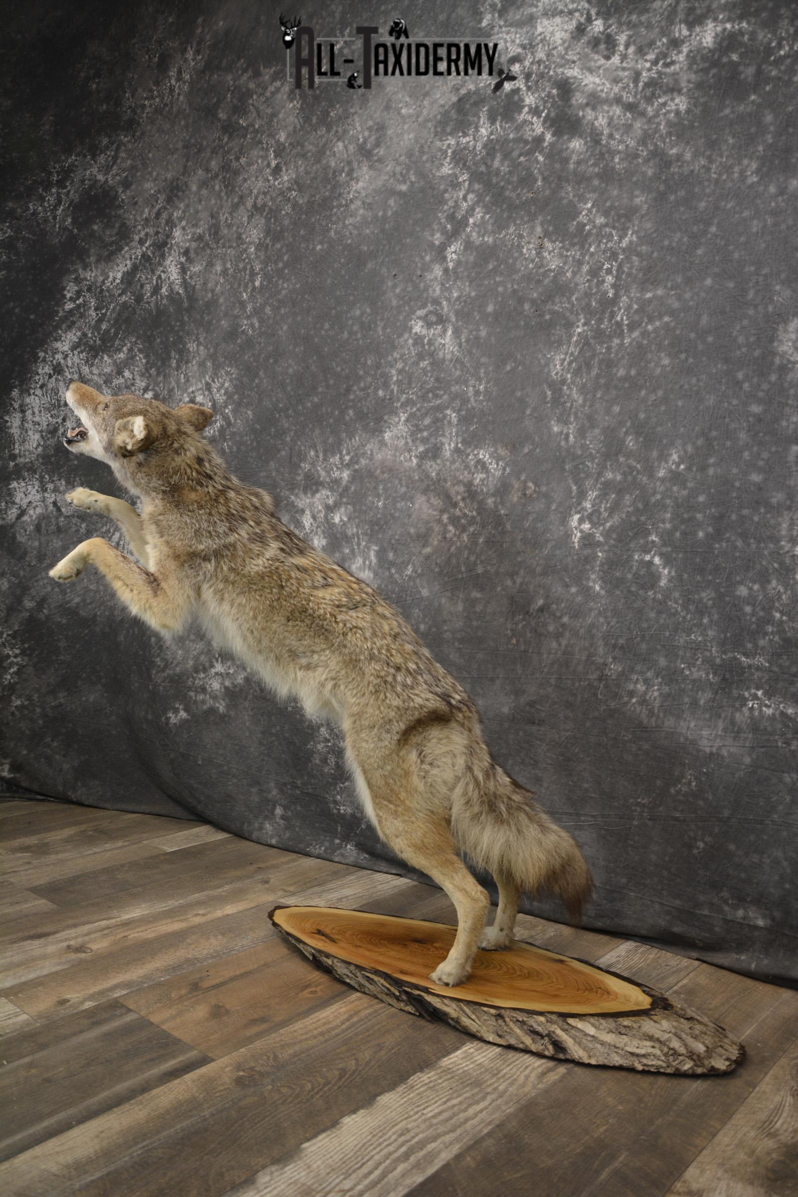 Full body coyote taxidermy mount for sale SKU 1963 - Image 7