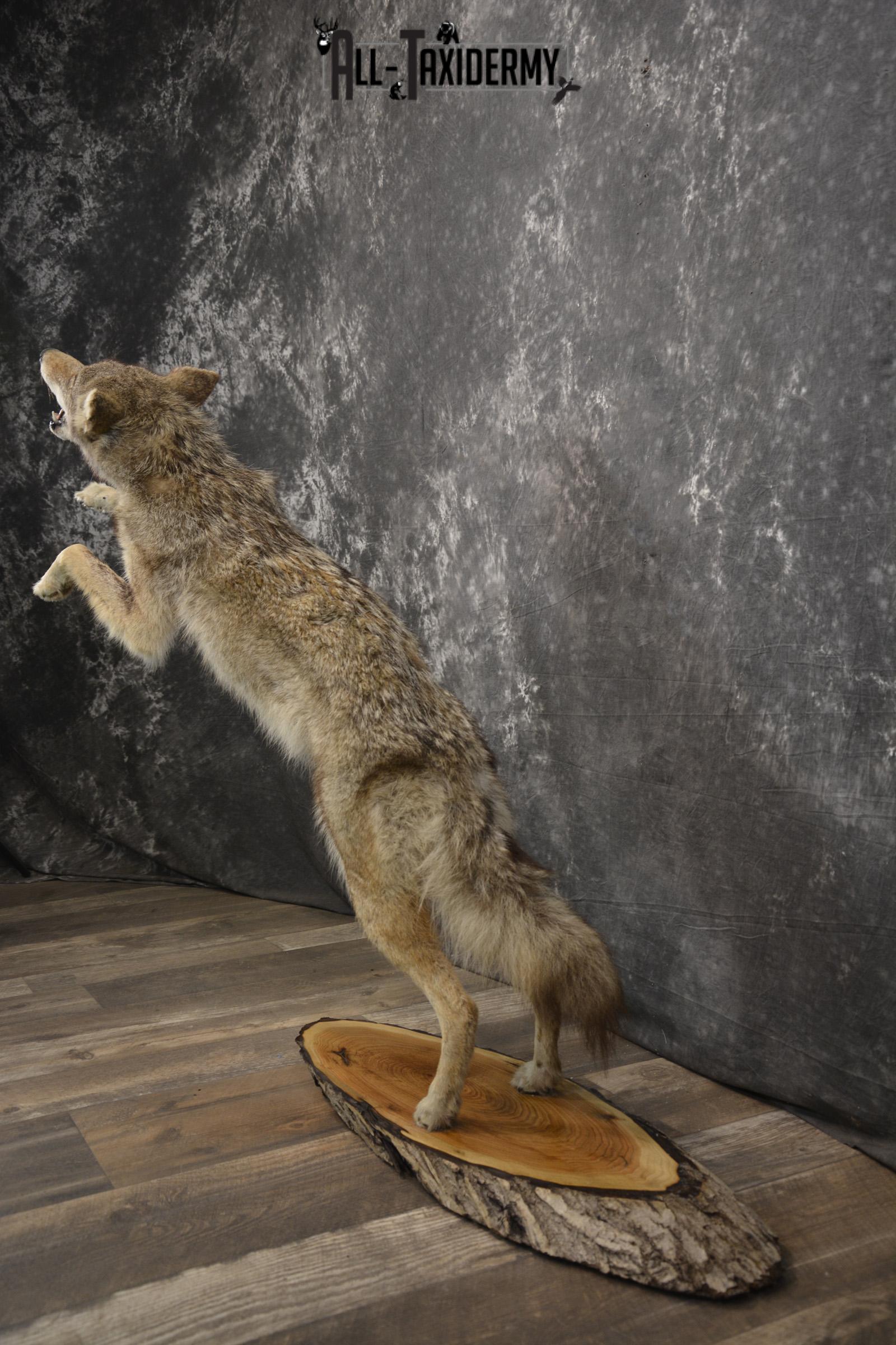 Full body coyote taxidermy mount for sale SKU 1963 - Image 6
