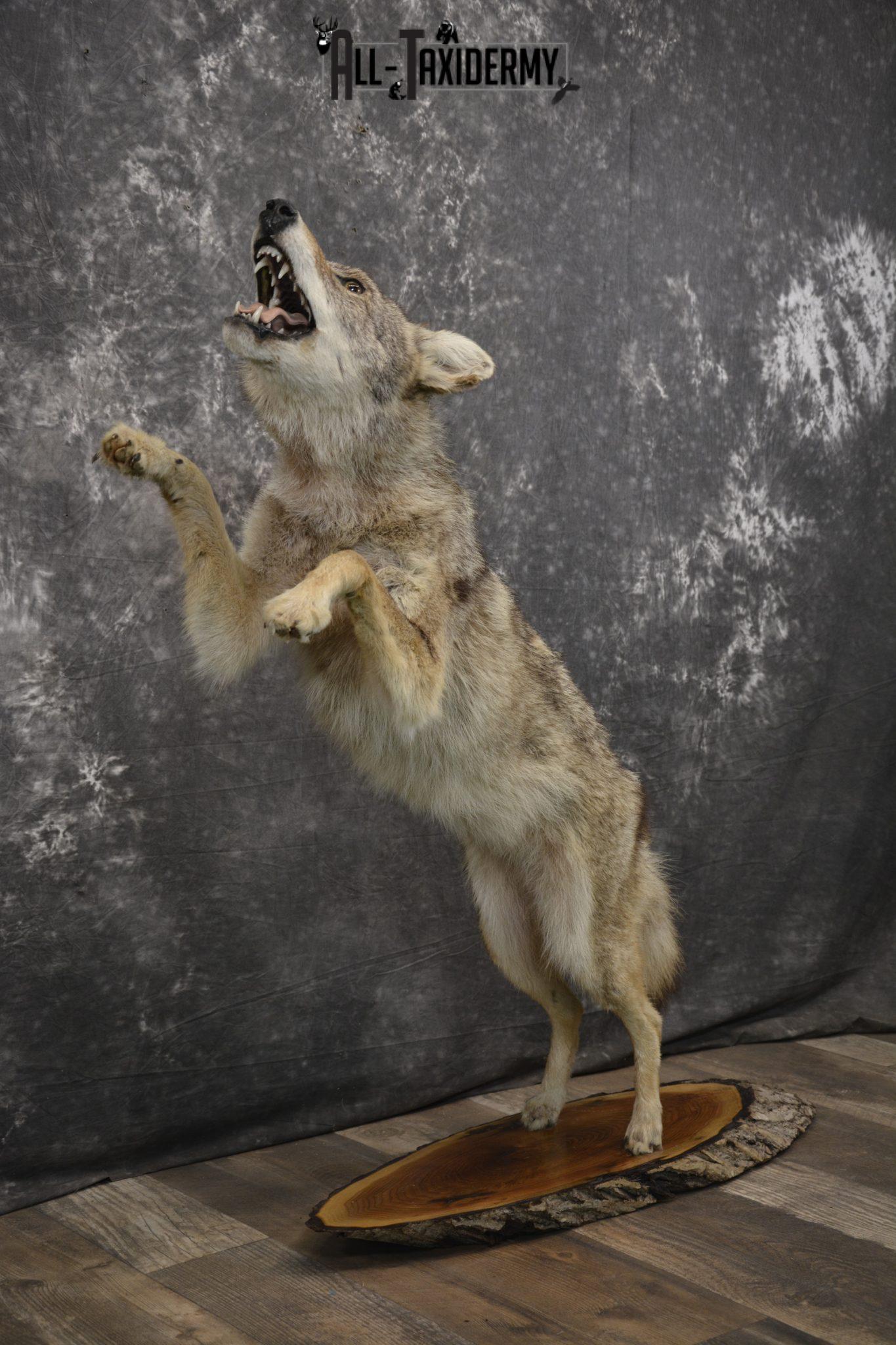 stuffed coyote taxidermy