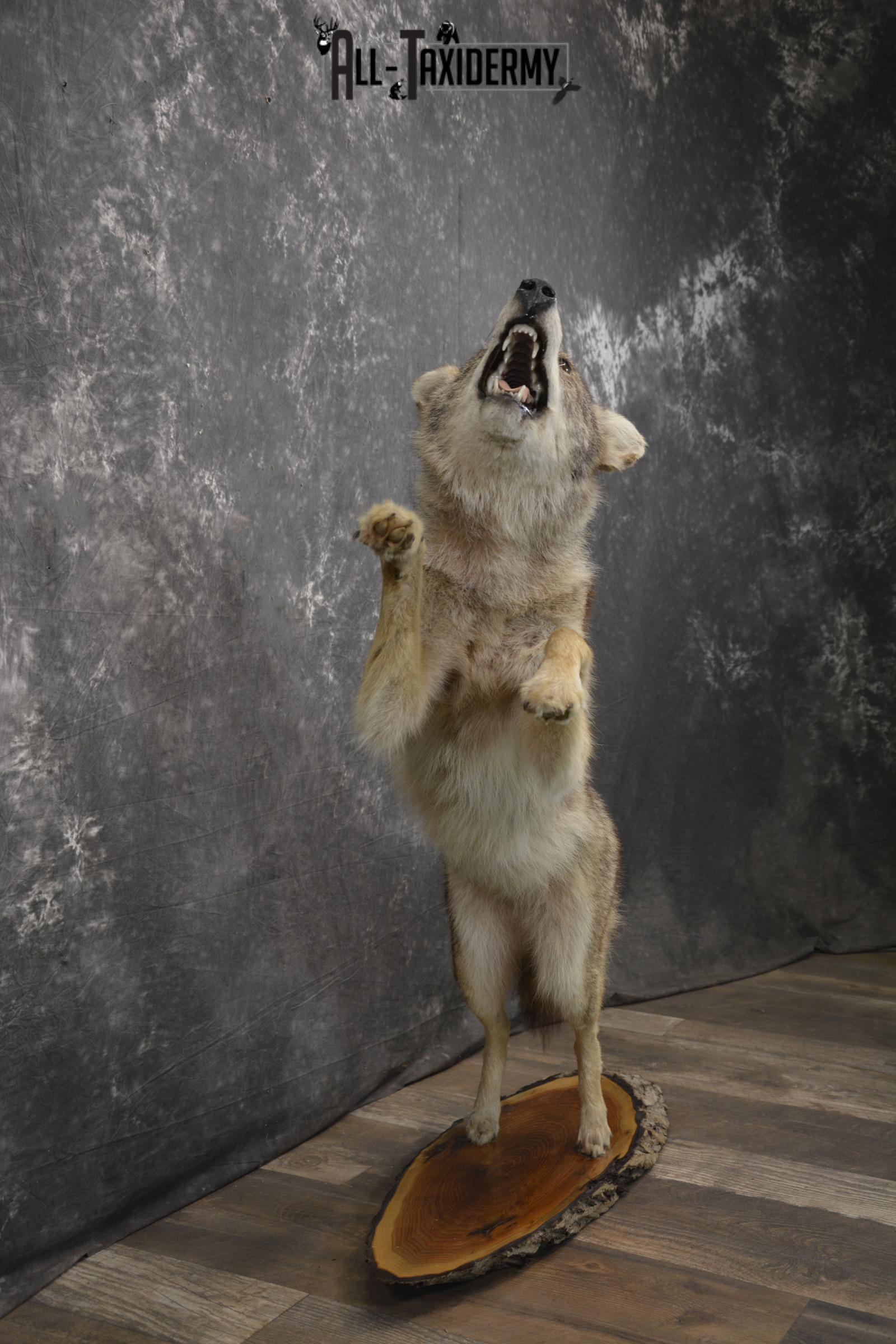 Full body coyote taxidermy mount for sale SKU 1963 - Image 4