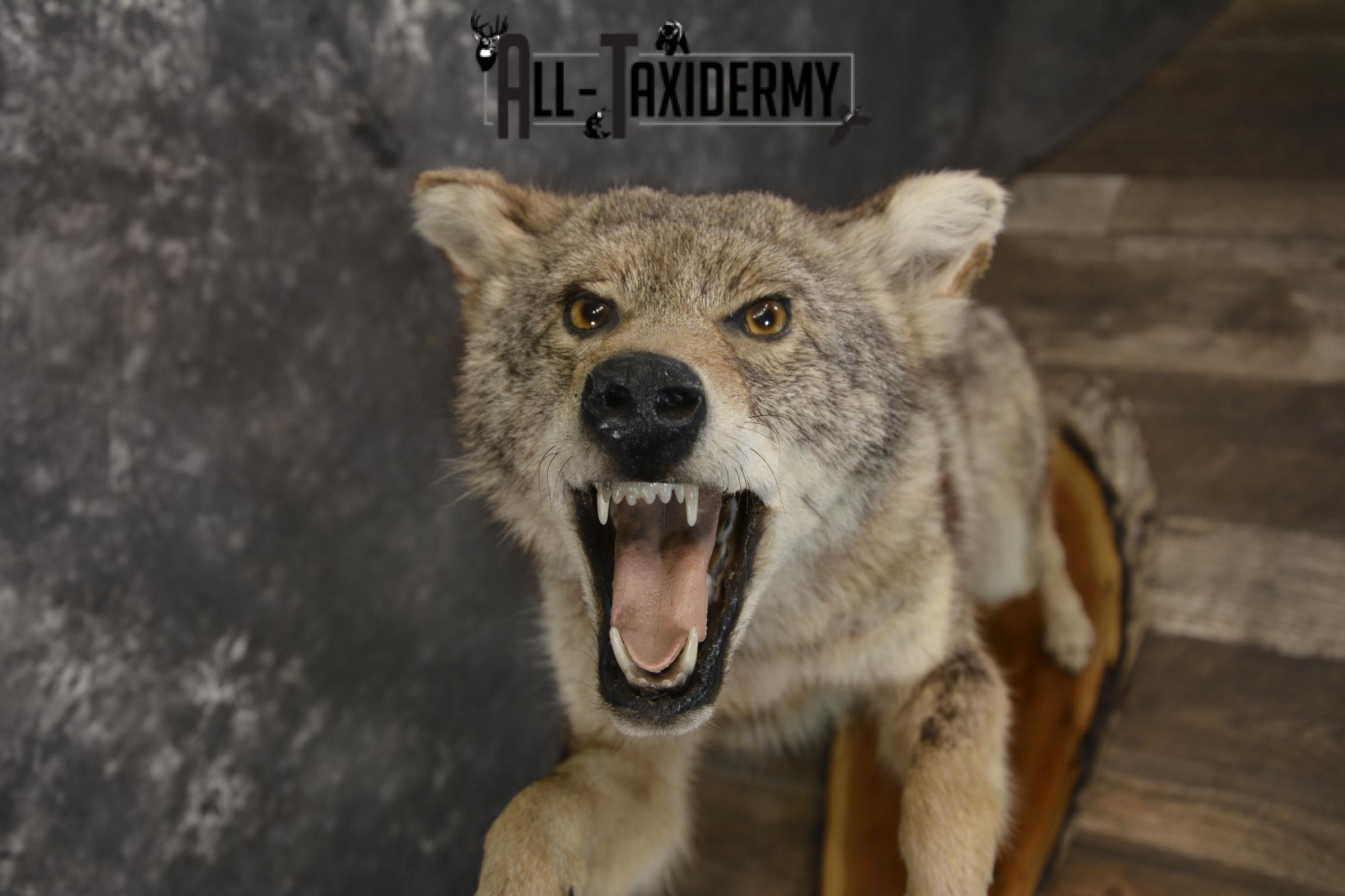 Full body coyote taxidermy mount for sale SKU 1963 - Image 3