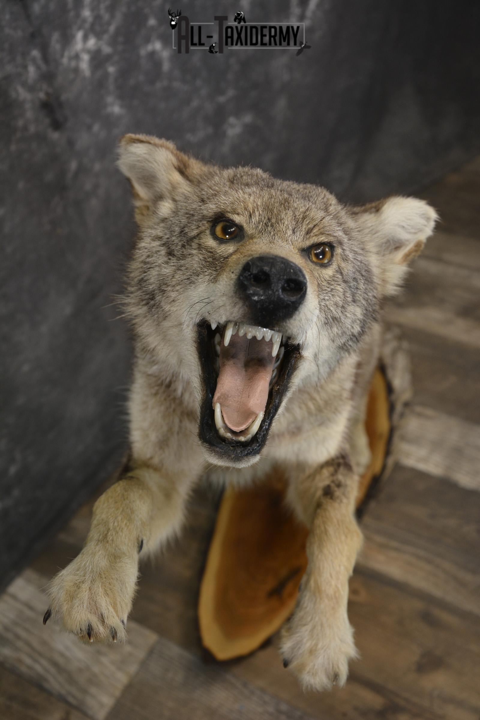 Full body coyote taxidermy mount for sale SKU 1963 - Image 2