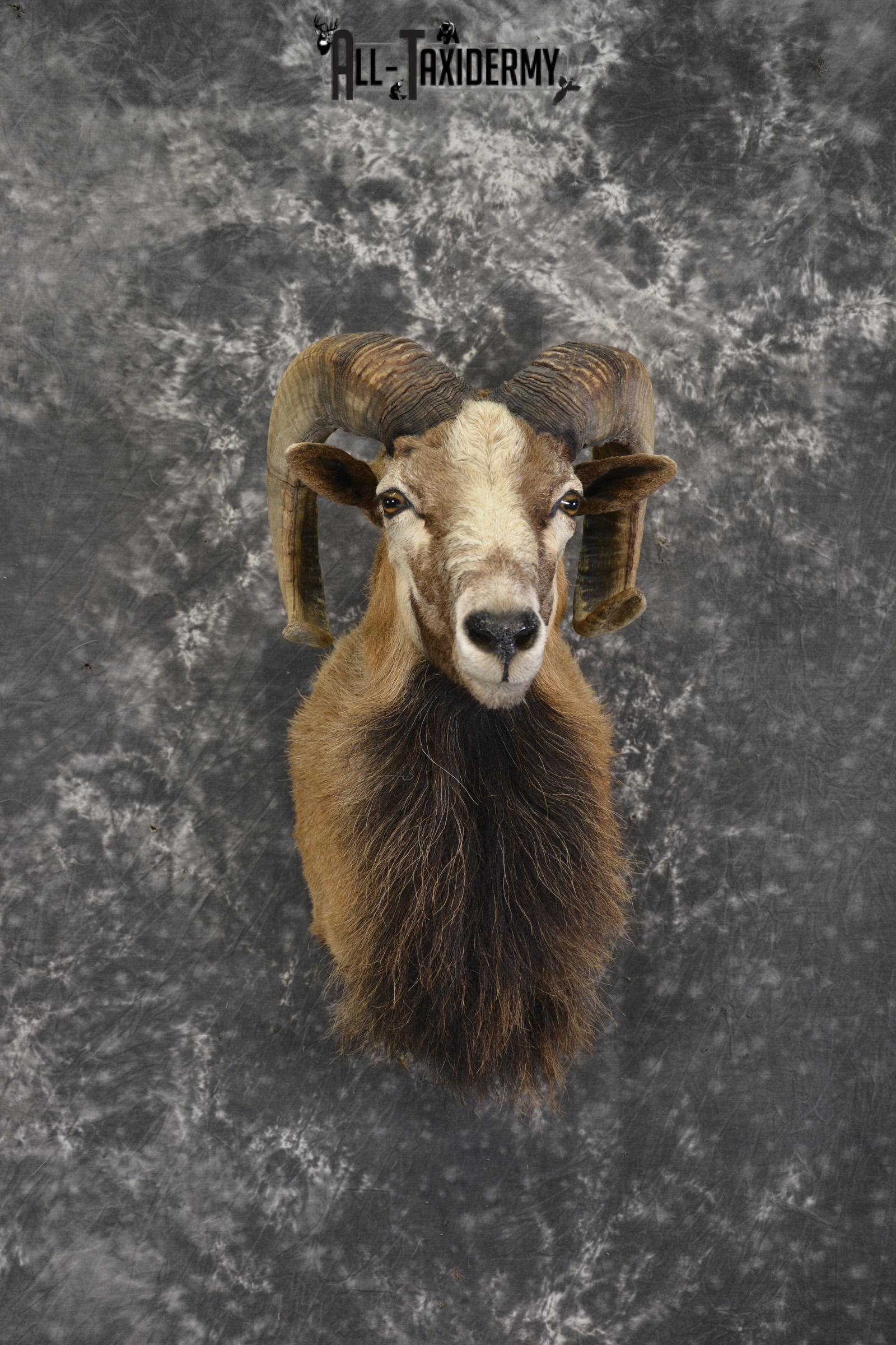 Corsican Sheep taxidermy shoulder mount for sale SKU 1947