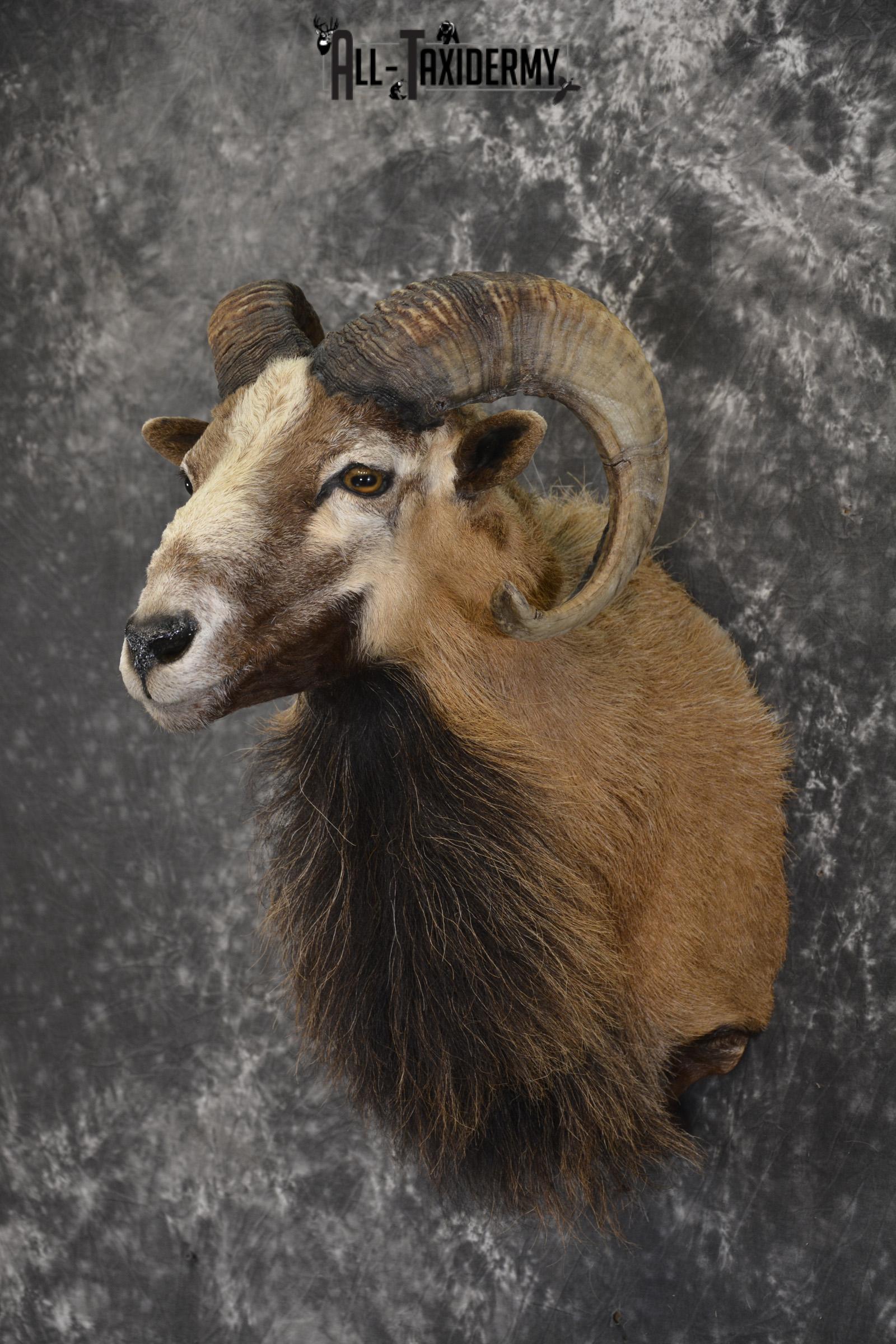 Corsican Sheep taxidermy shoulder mount for sale SKU 1947 - Image 9