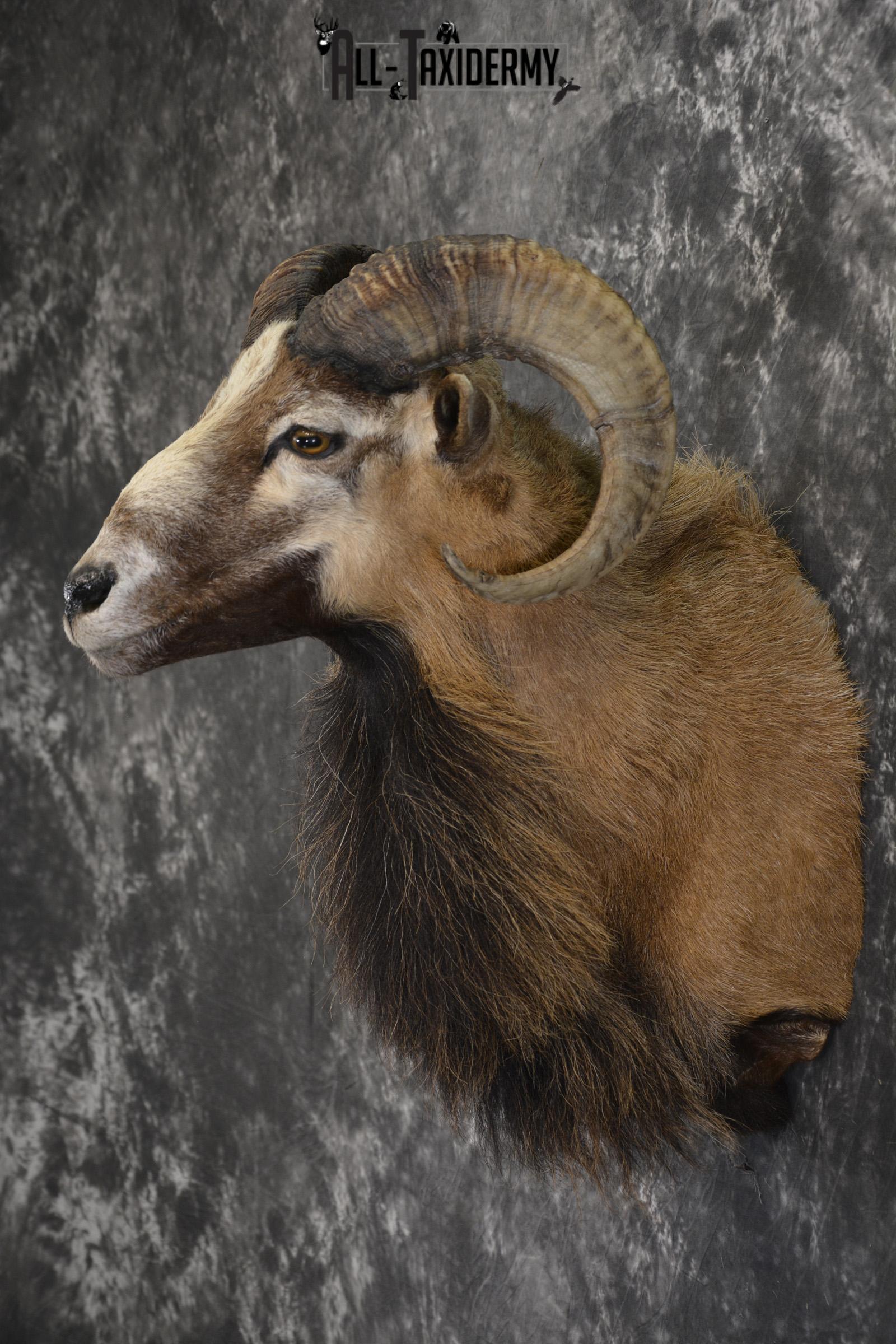 Corsican Sheep taxidermy shoulder mount for sale SKU 1947 - Image 8