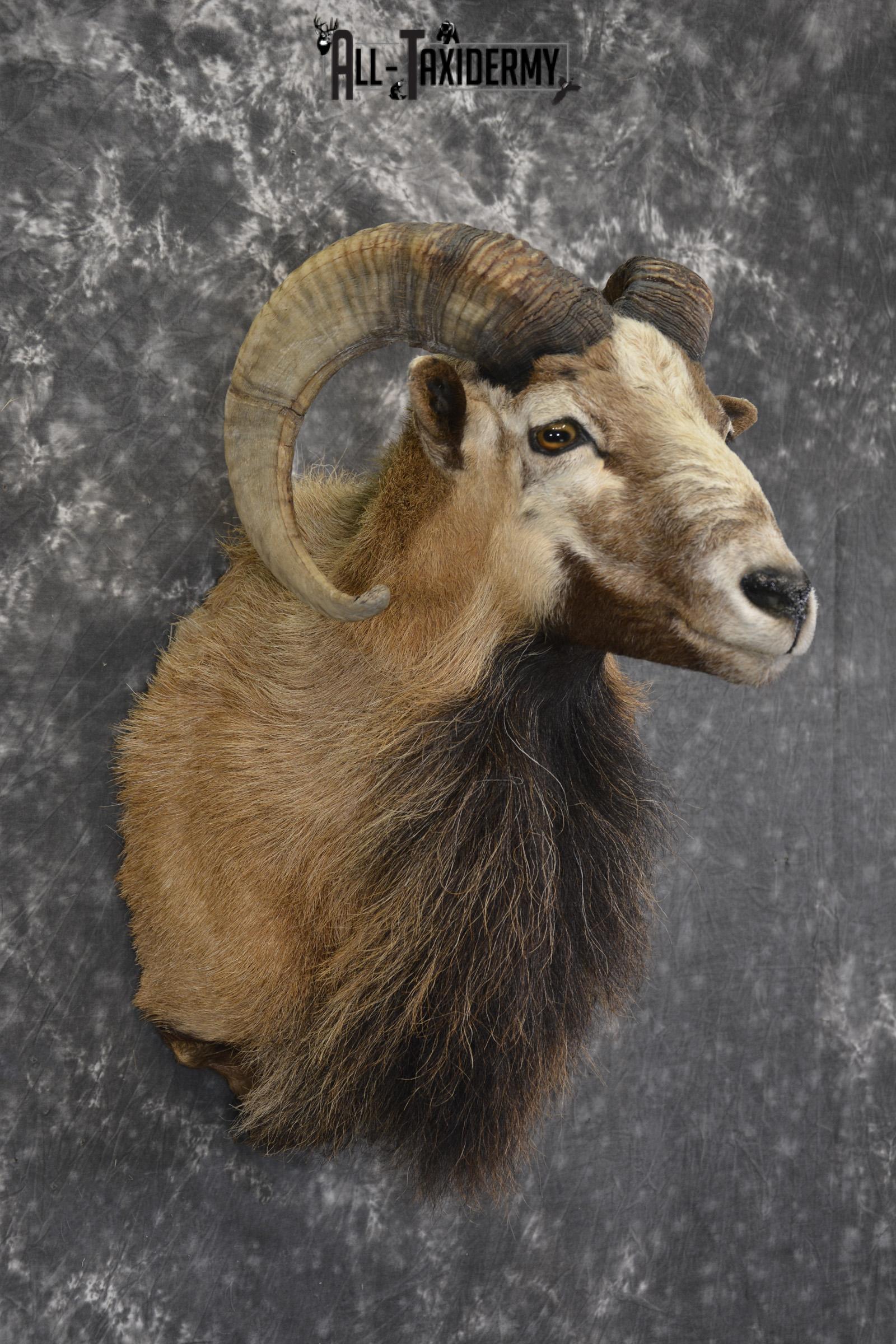 Corsican Sheep taxidermy shoulder mount for sale SKU 1947 - Image 7