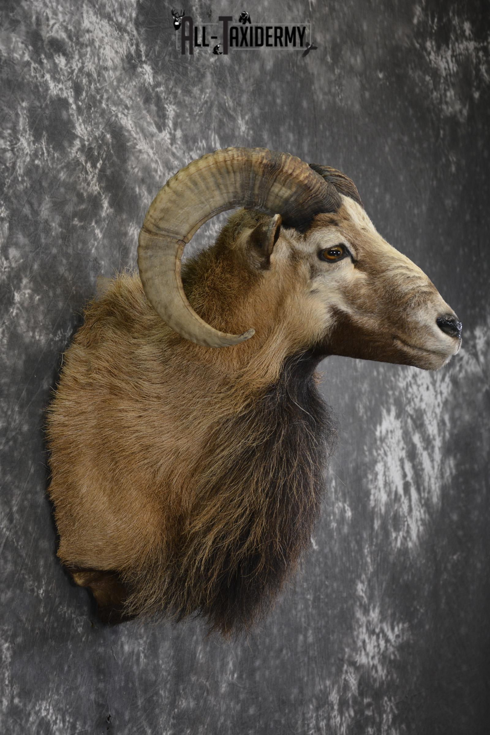 Corsican Sheep taxidermy shoulder mount for sale SKU 1947 - Image 6