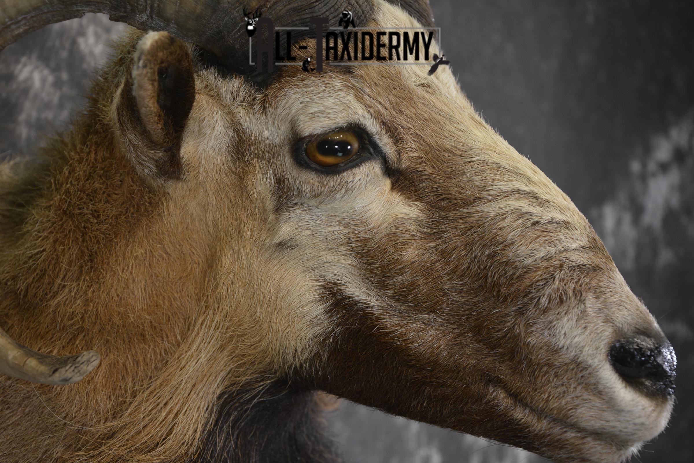 Corsican Sheep taxidermy shoulder mount for sale SKU 1947 - Image 5