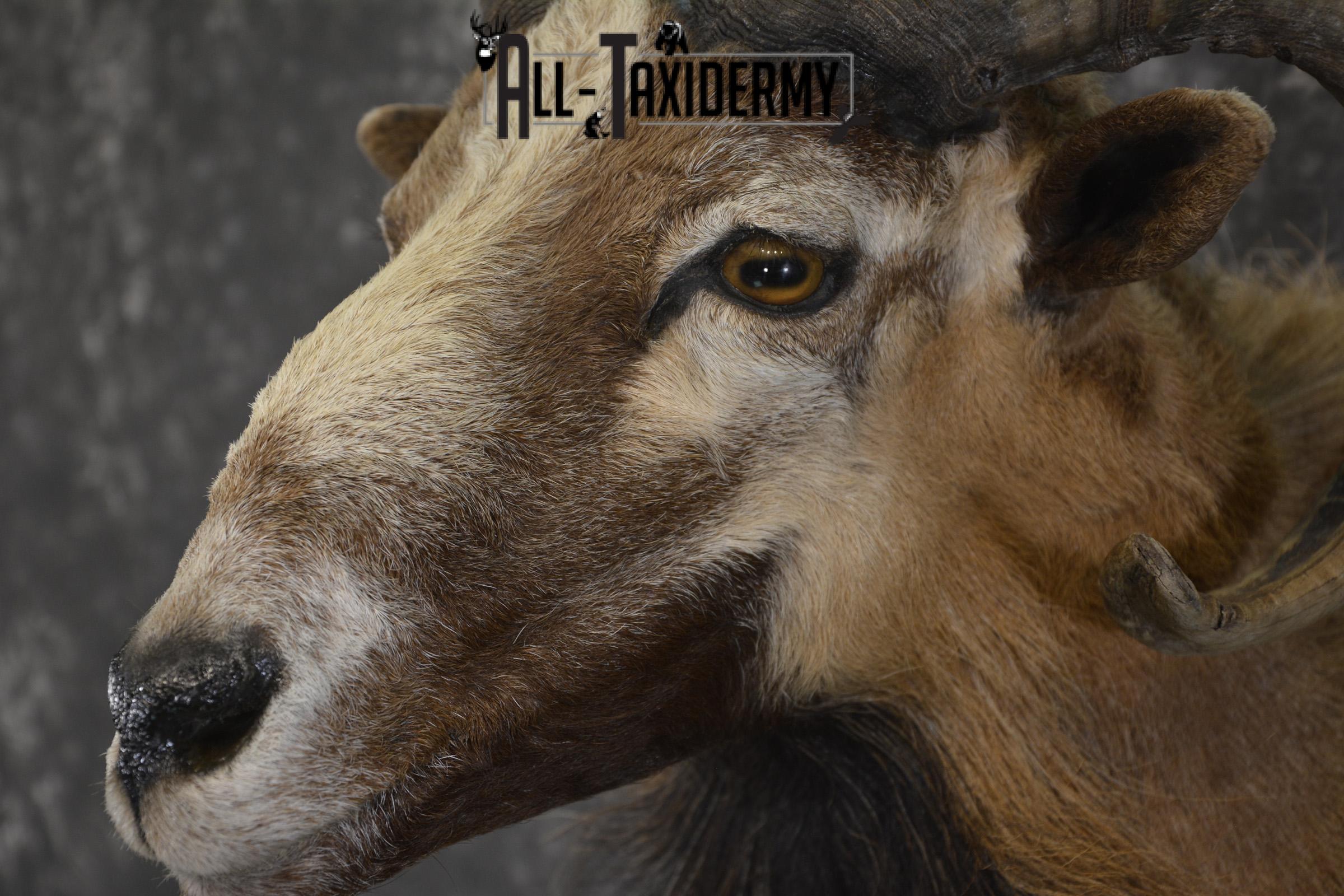 Corsican Sheep taxidermy shoulder mount for sale SKU 1947 - Image 4