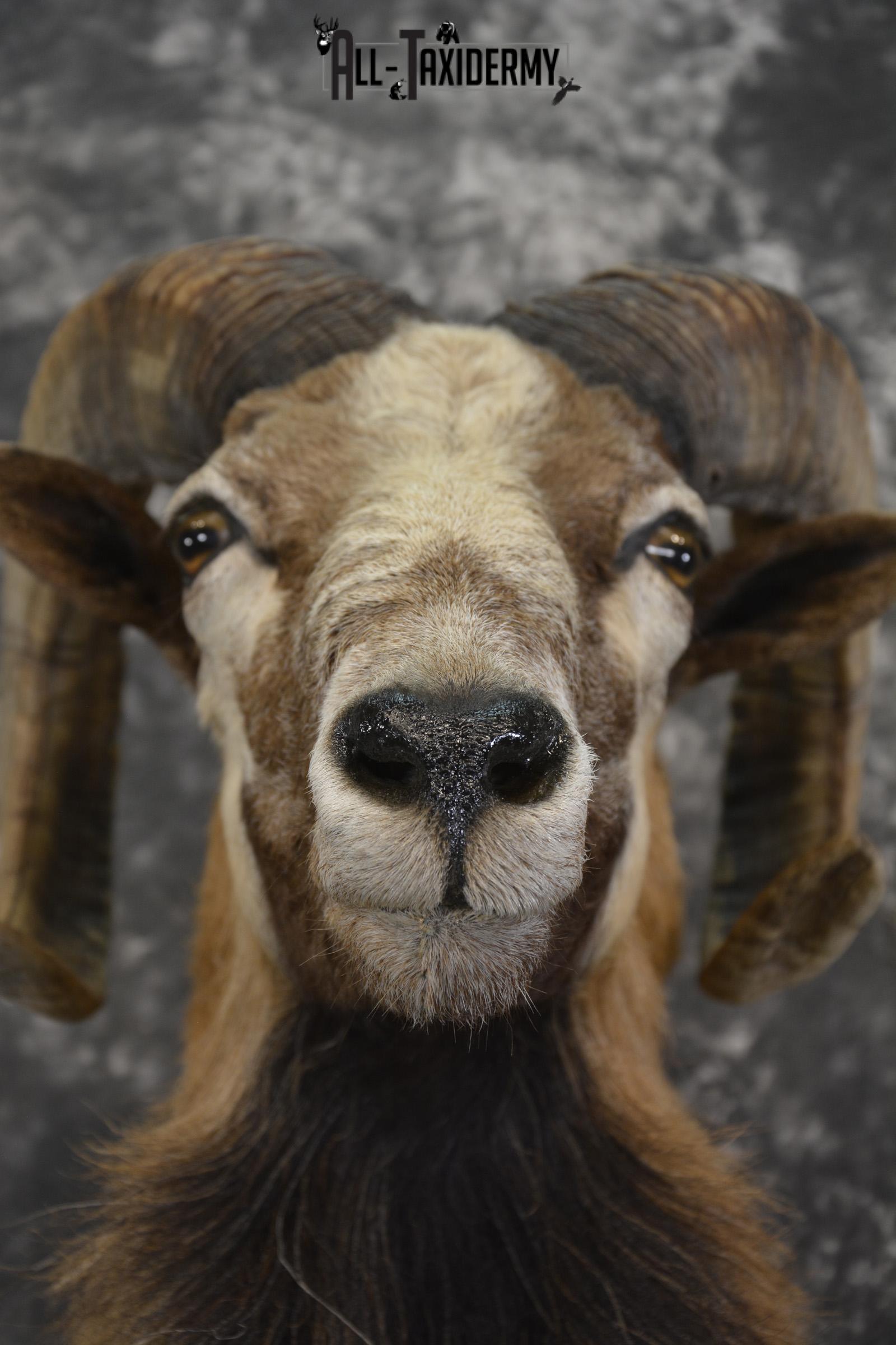 Corsican Sheep taxidermy shoulder mount for sale SKU 1947 - Image 3