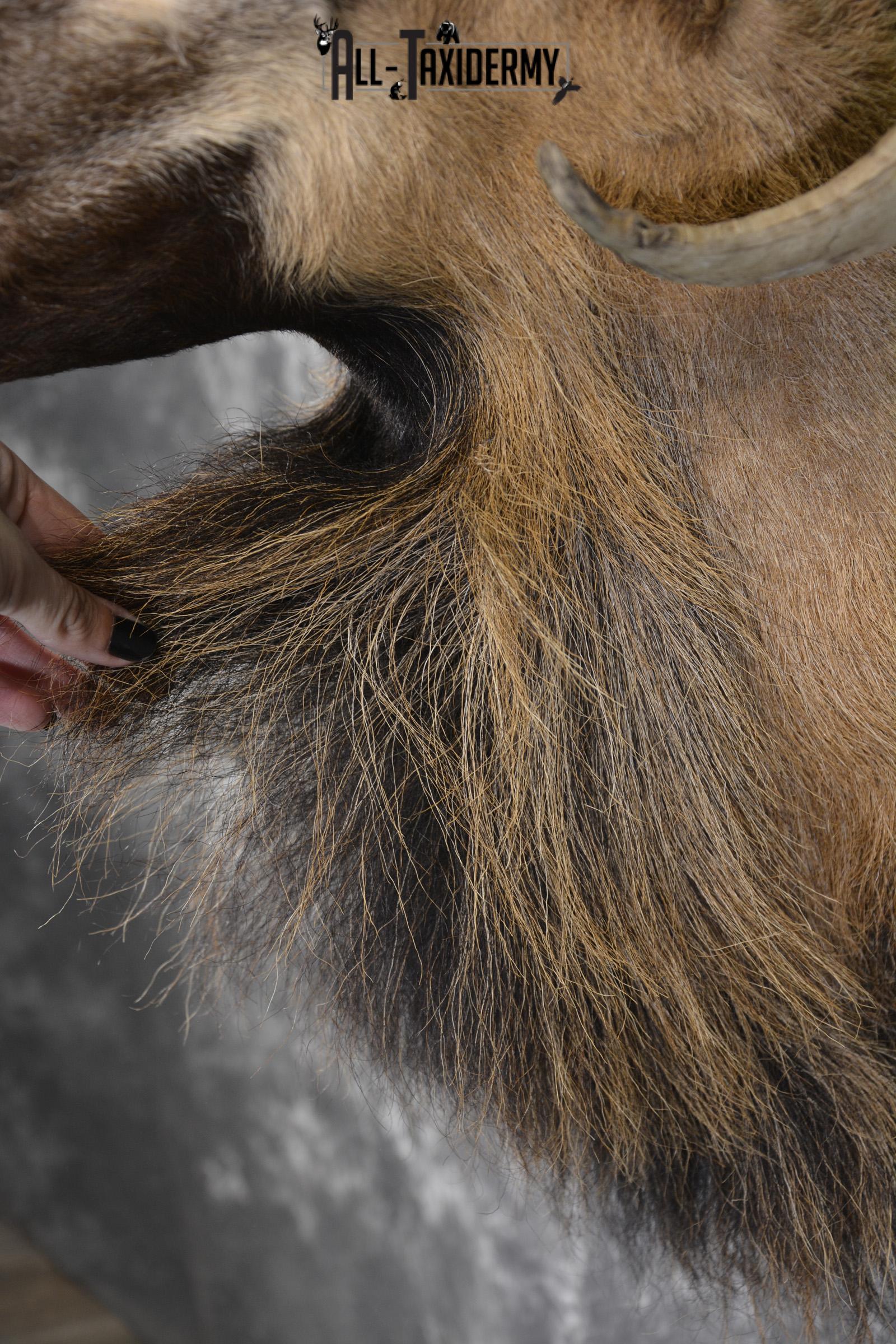 Corsican Sheep taxidermy shoulder mount for sale SKU 1947 - Image 2