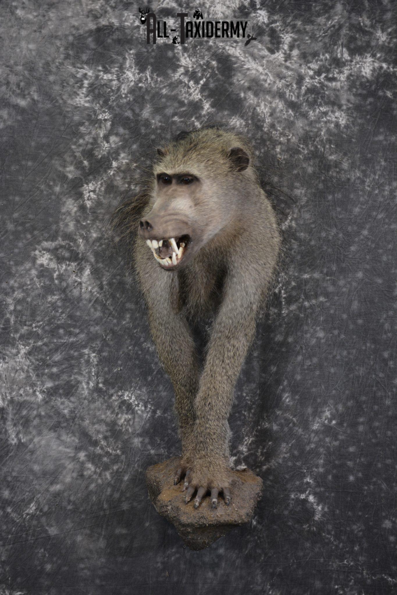 Baboon Rug 1/2 body African Chacma Baboon taxidermy mount for sale SKU 1970 - All ...