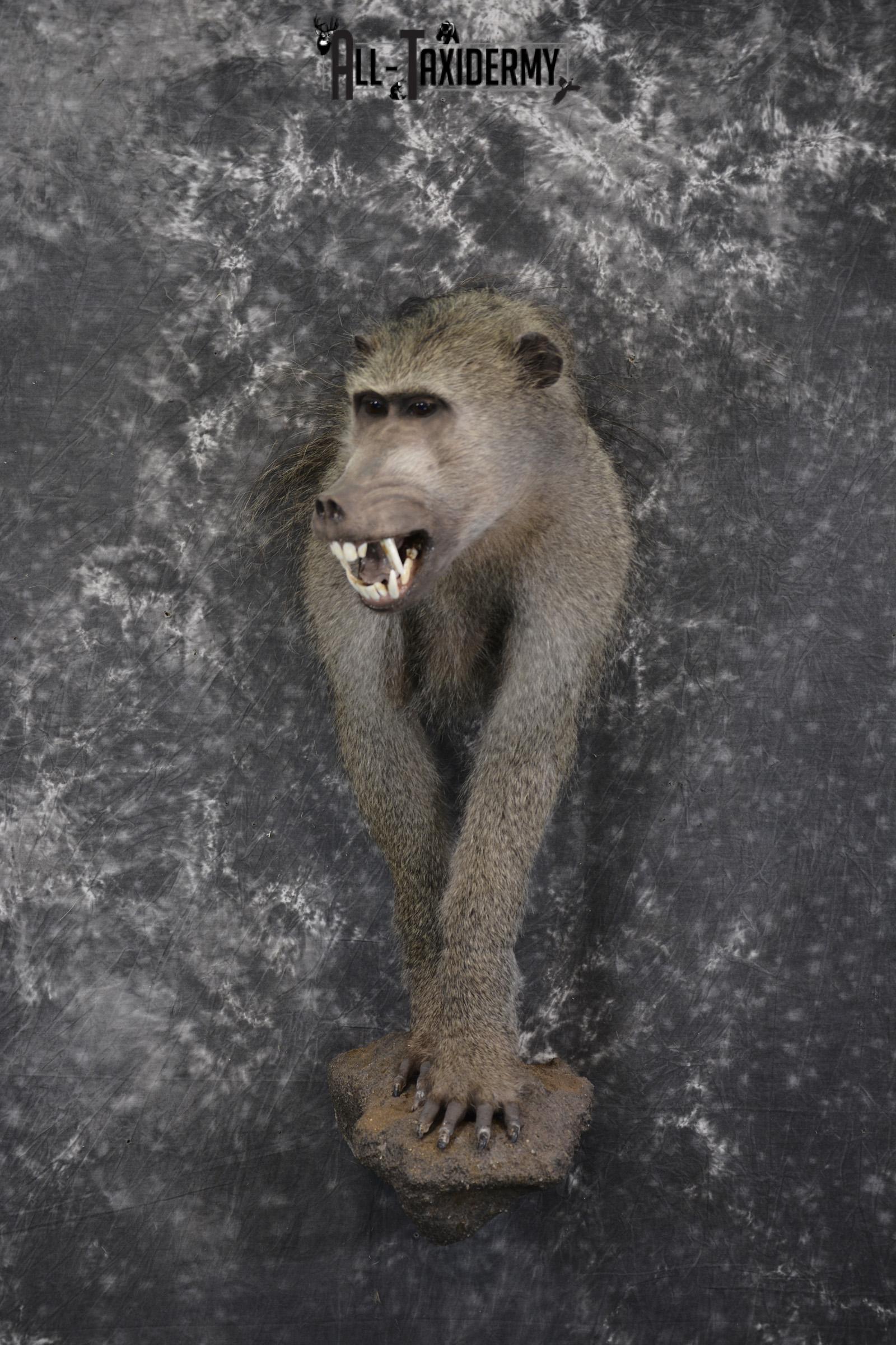 Baboon