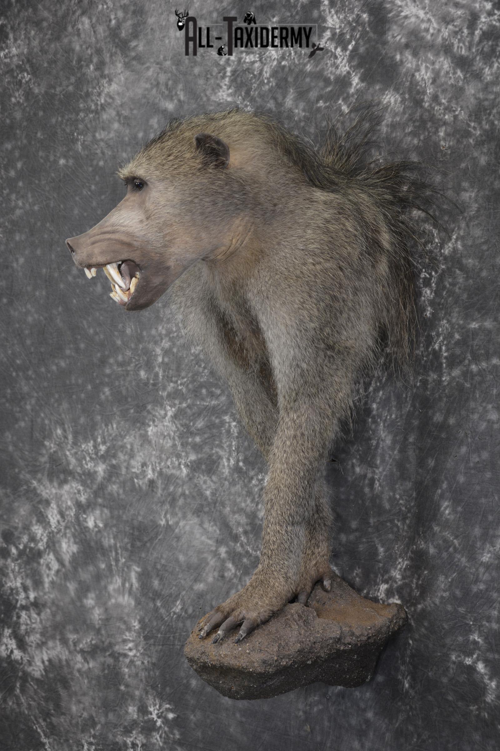 1/2 body African Chacma Baboon taxidermy mount for sale SKU 1970 - Image 10