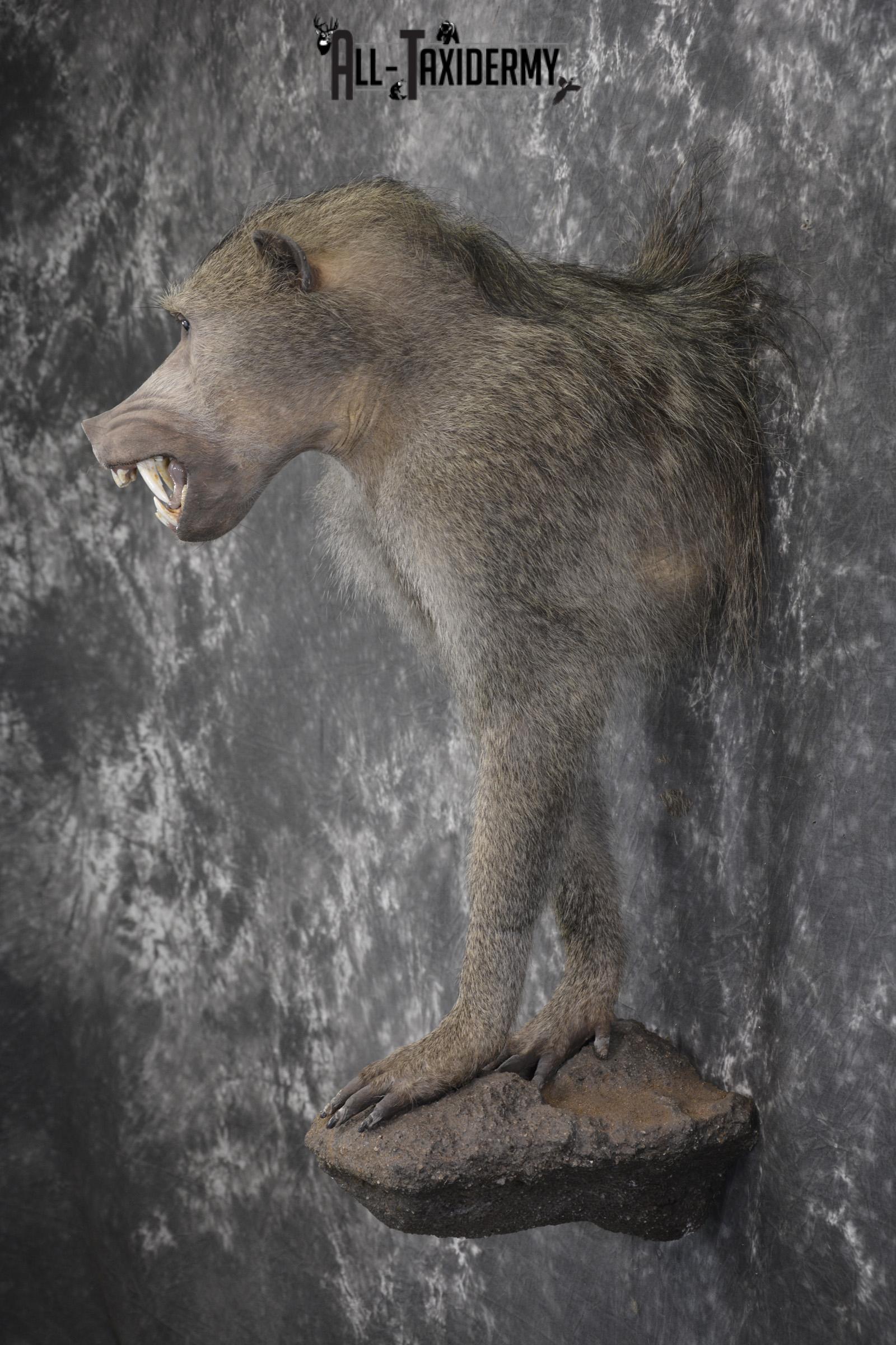 1/2 body African Chacma Baboon taxidermy mount for sale SKU 1970 - Image 9