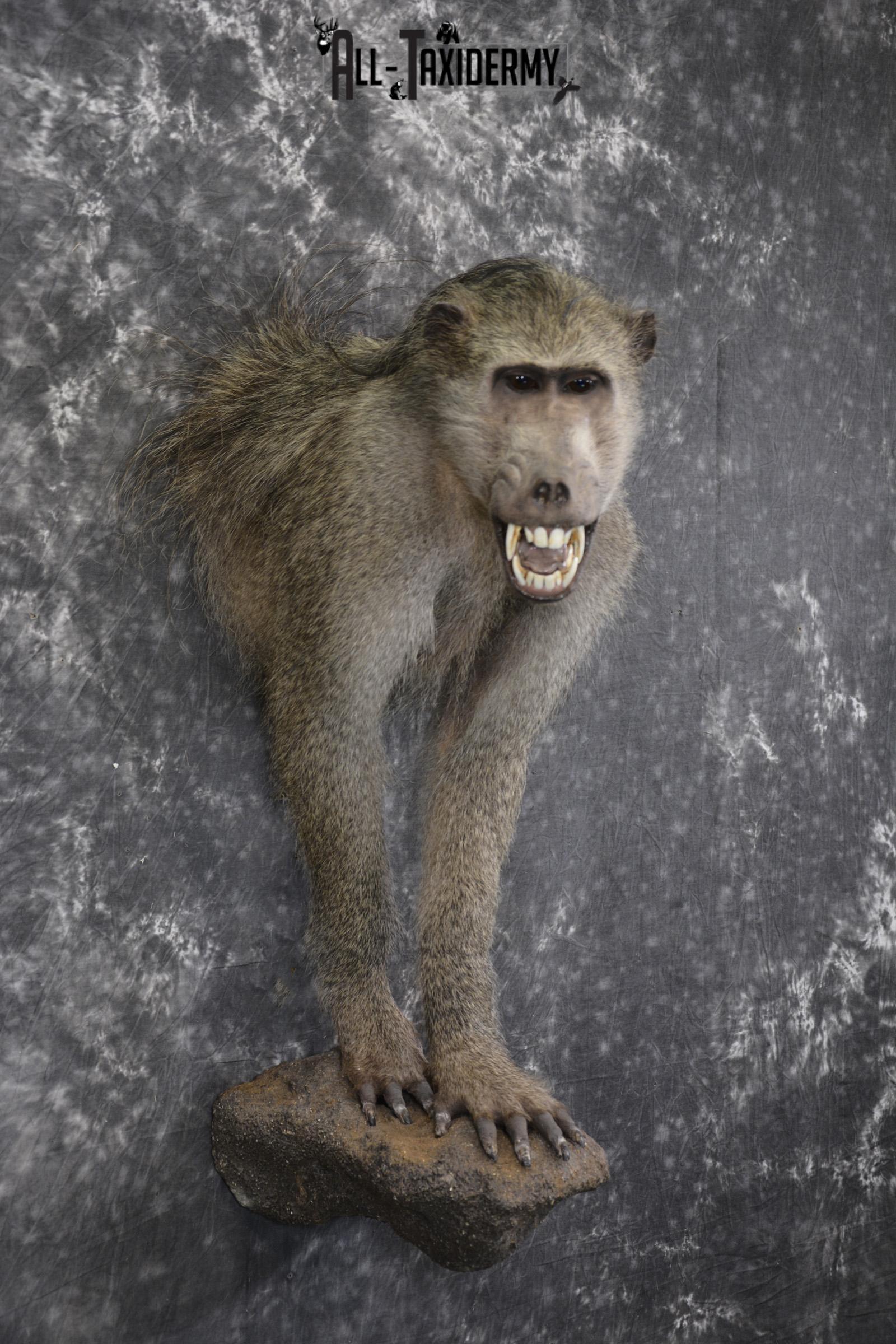 1/2 body African Chacma Baboon taxidermy mount for sale SKU 1970 - Image 8