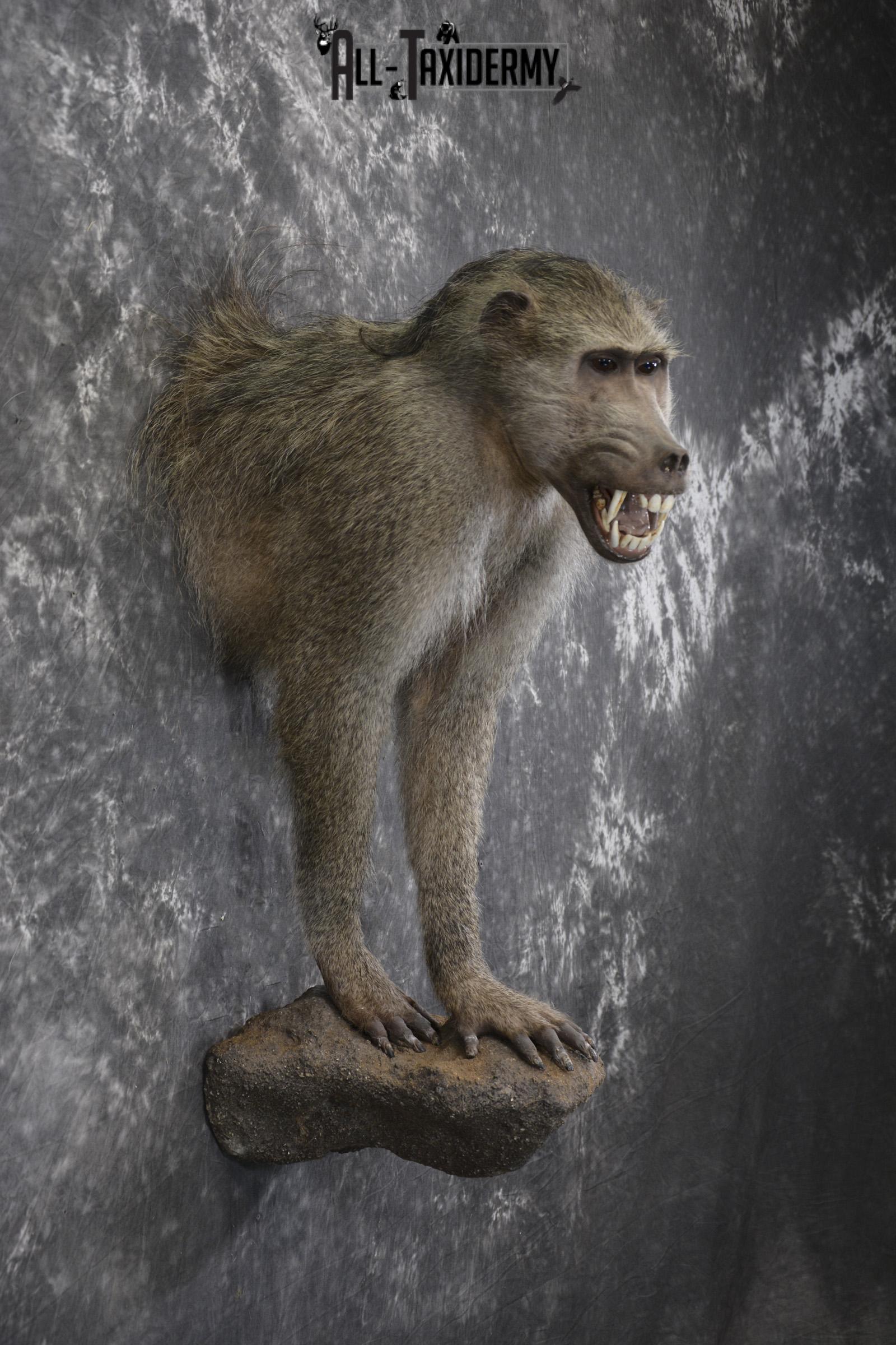1/2 body African Chacma Baboon taxidermy mount for sale SKU 1970 - Image 7