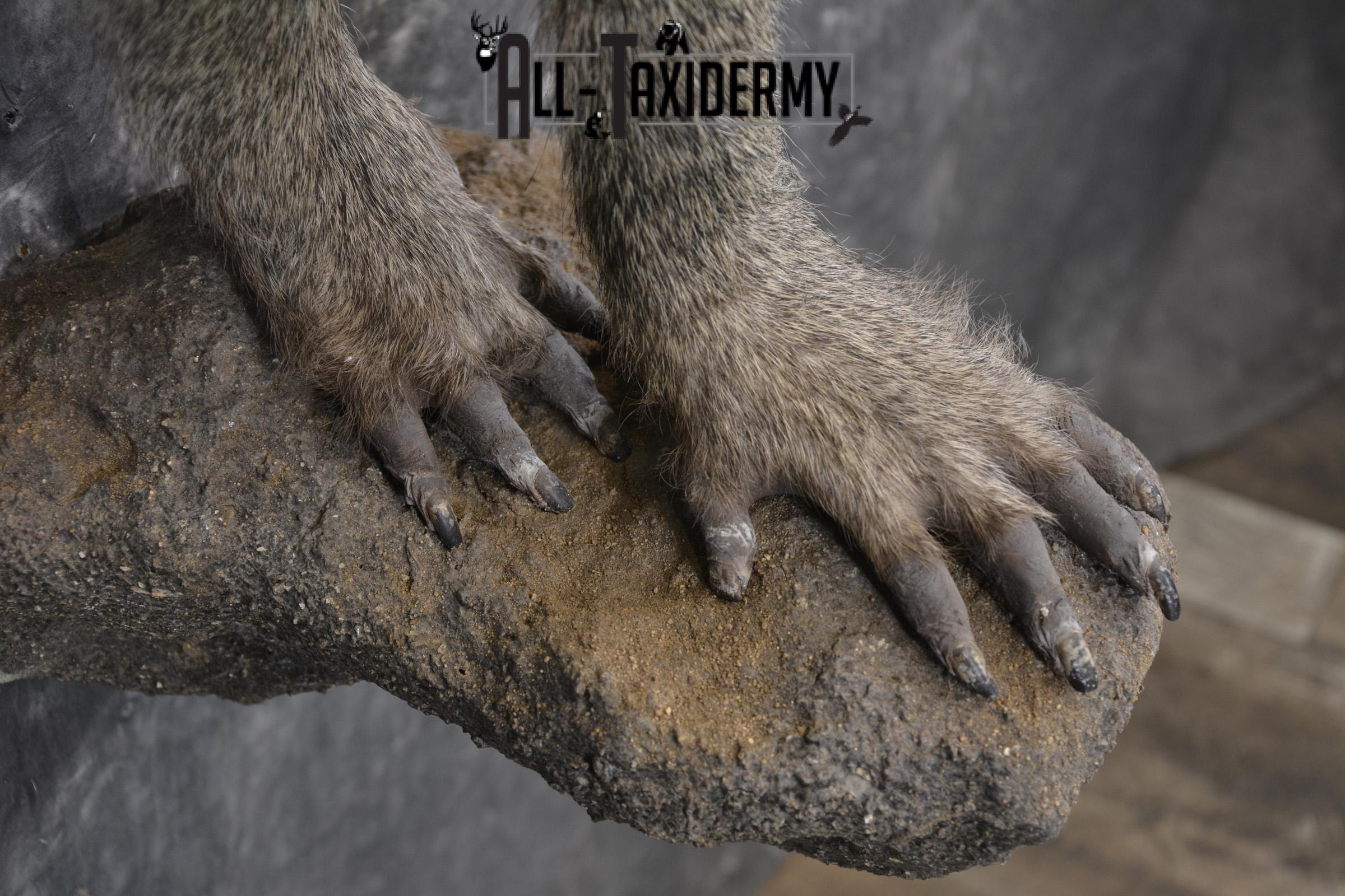 1/2 body African Chacma Baboon taxidermy mount for sale SKU 1970 - Image 6