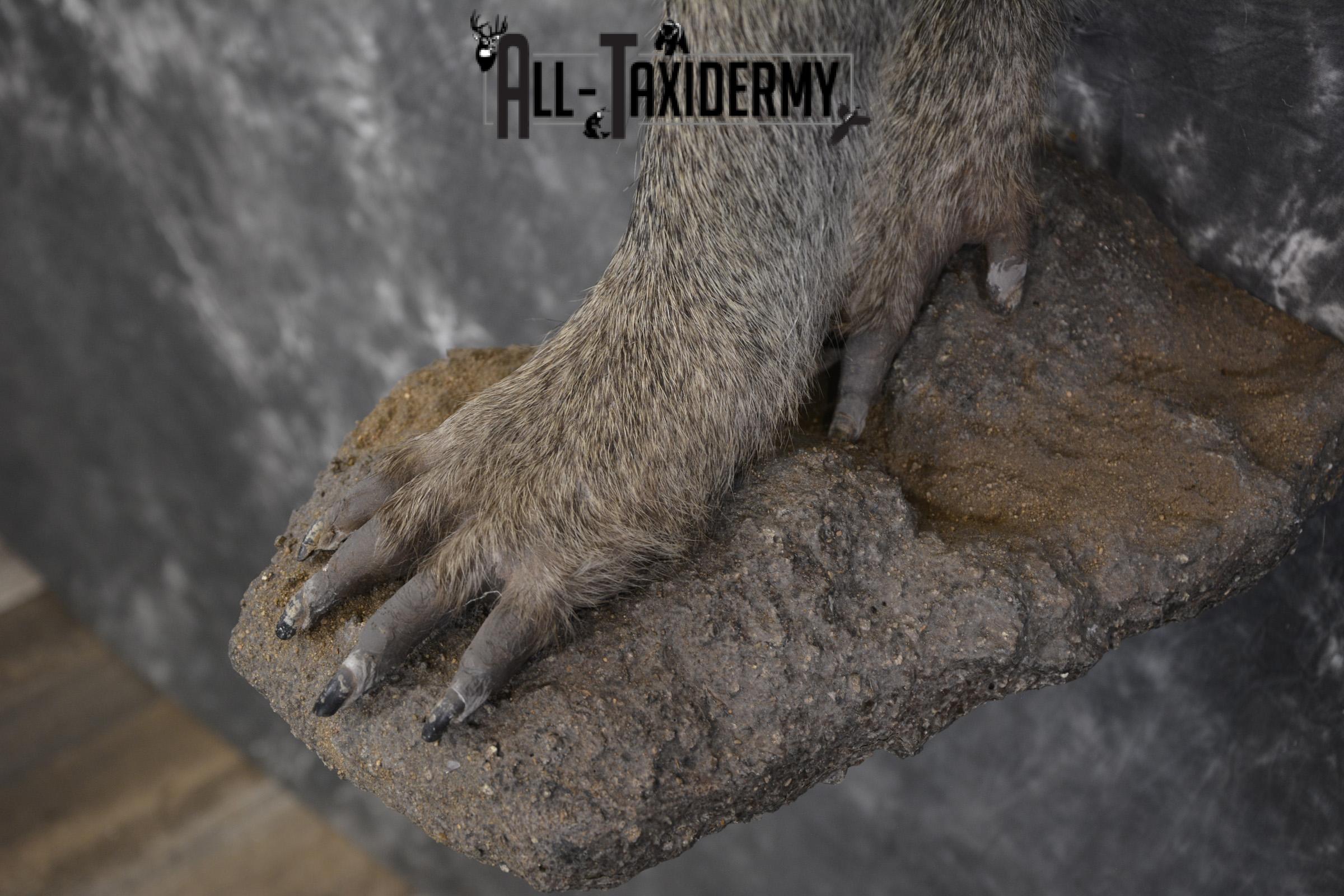 1/2 body African Chacma Baboon taxidermy mount for sale SKU 1970 - Image 5