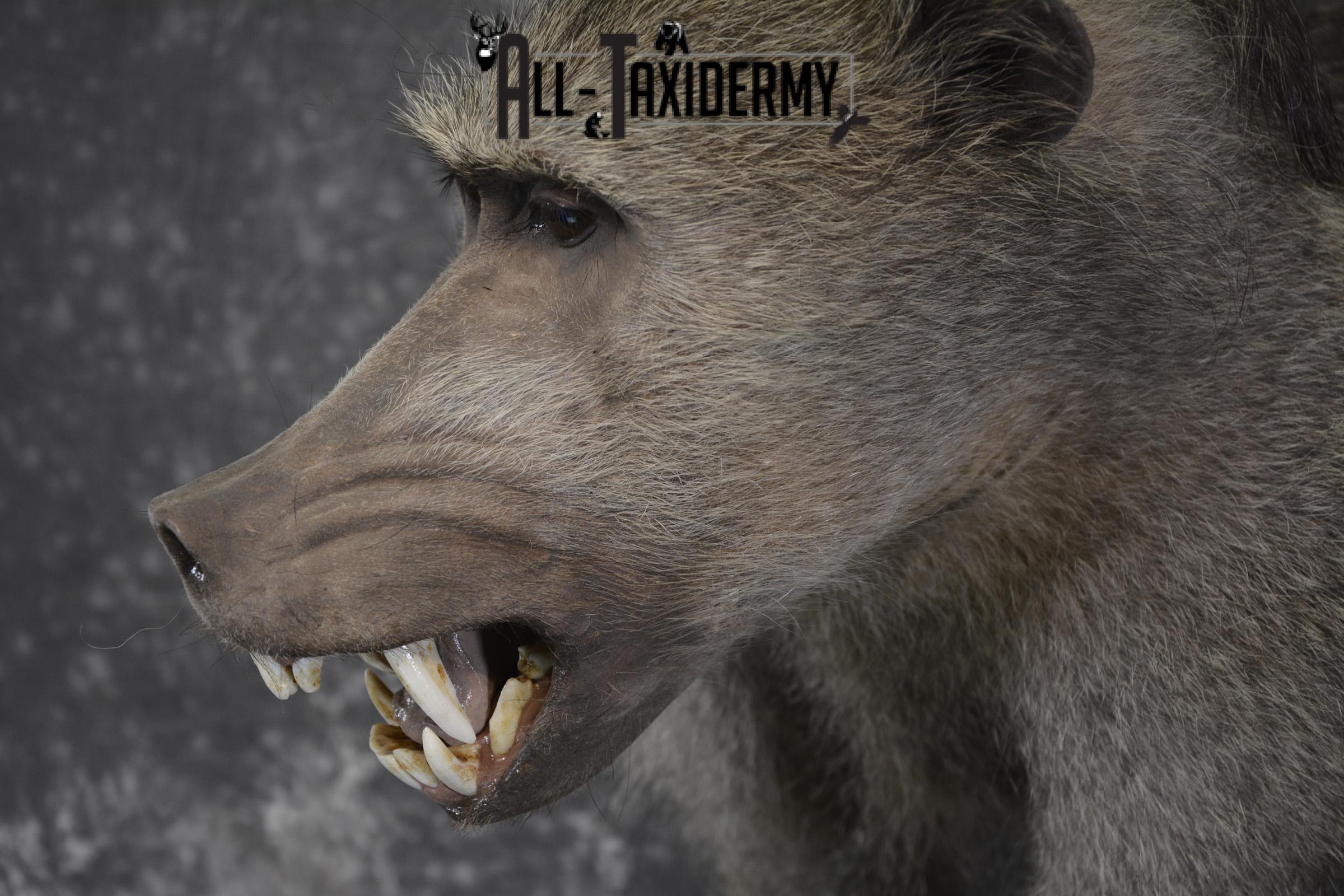 1/2 body African Chacma Baboon taxidermy mount for sale SKU 1970 - Image 4