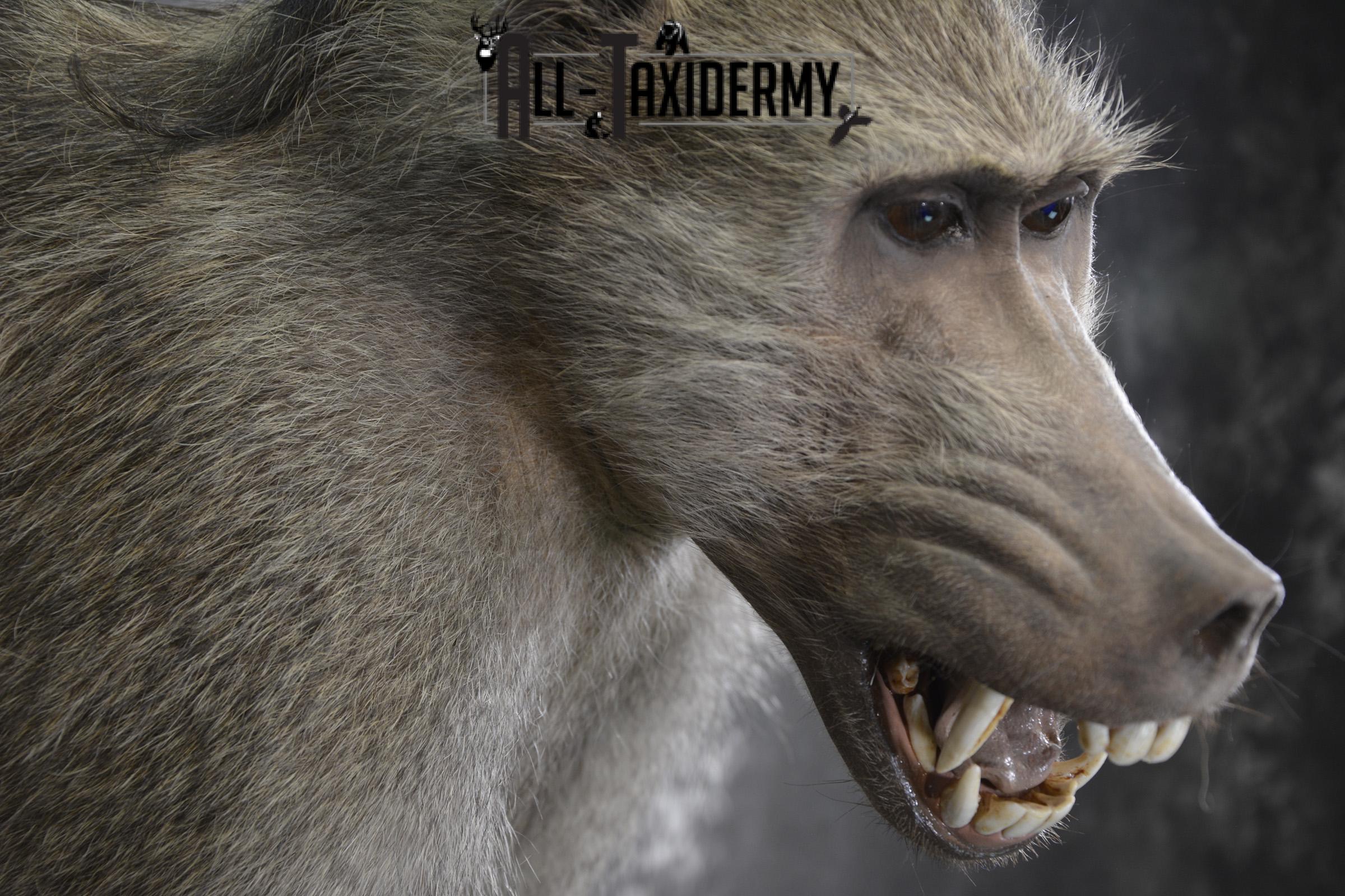 1/2 body African Chacma Baboon taxidermy mount for sale SKU 1970 - Image 3