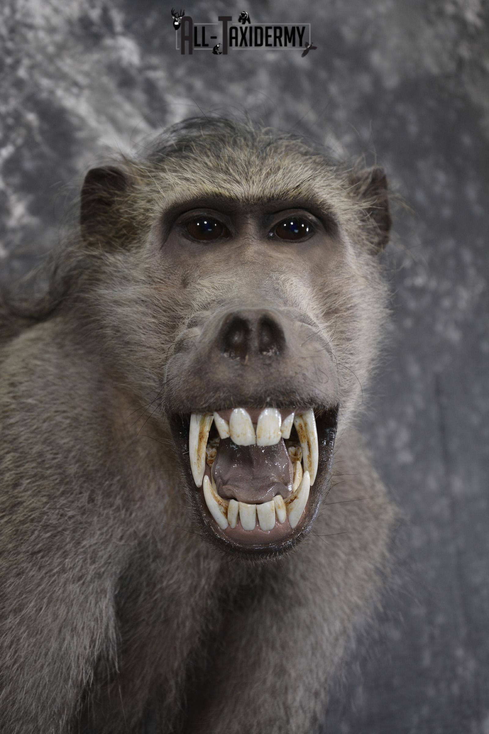 1/2 body African Chacma Baboon taxidermy mount for sale SKU 1970 - Image 2