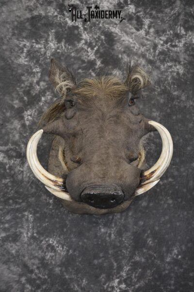 African Warthog taxidermy shoulder mount for sale SKU 1969