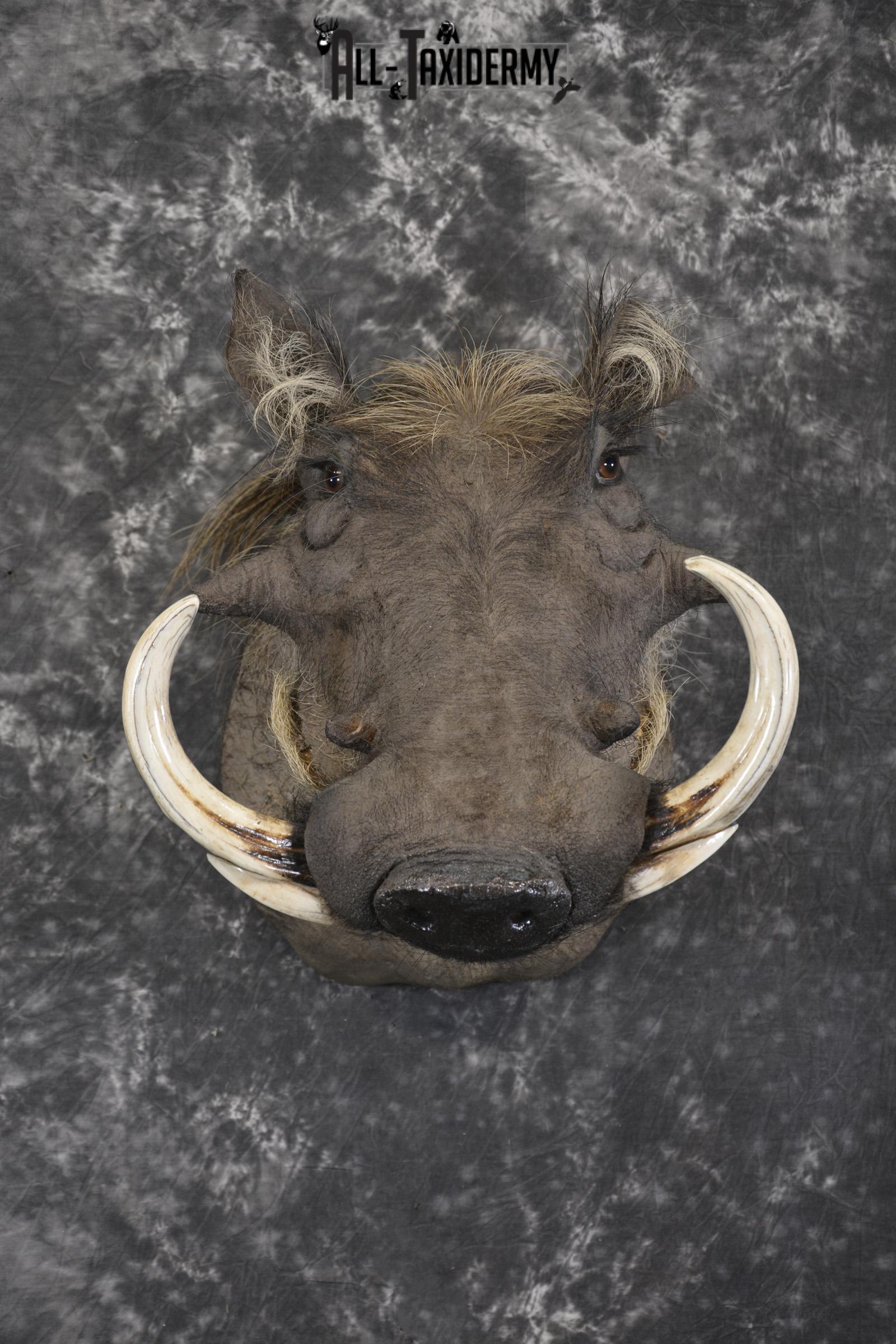 African Warthog taxidermy shoulder mount for sale SKU 1969
