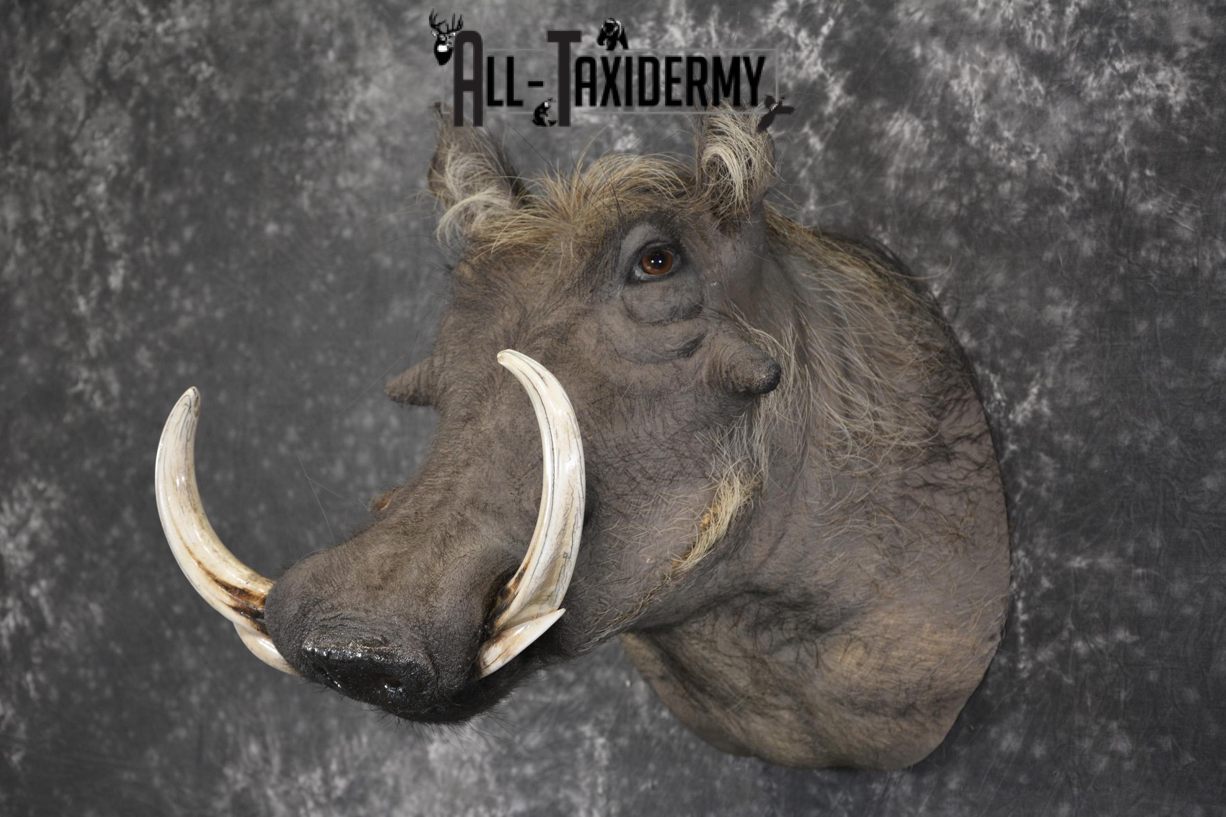 African Warthog taxidermy shoulder mount for sale SKU 1969 - Image 8