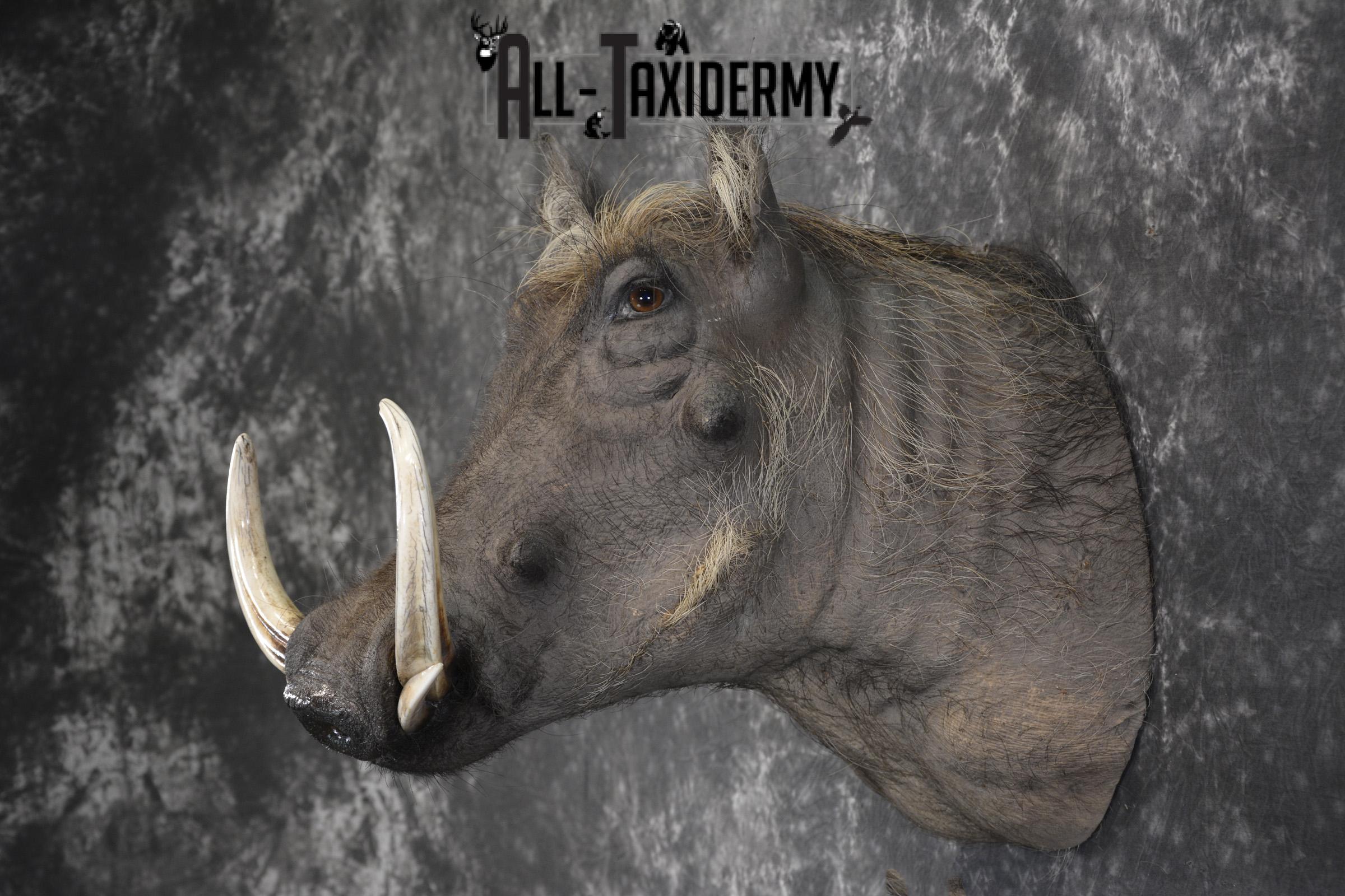 African Warthog taxidermy shoulder mount for sale SKU 1969 - Image 7