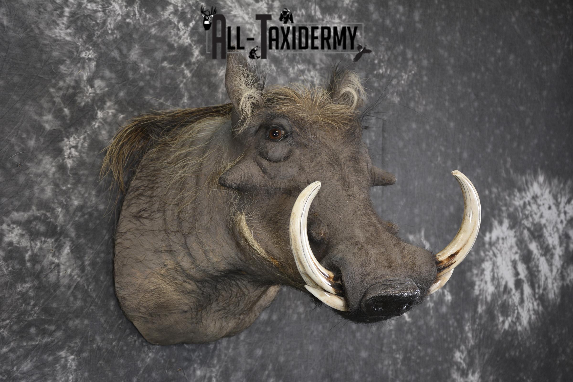 African Warthog taxidermy shoulder mount for sale SKU 1969 - Image 6