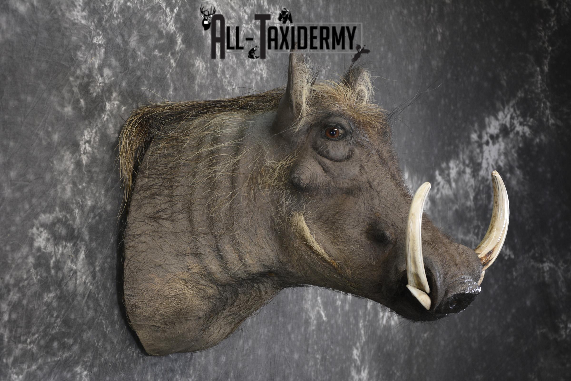 African Warthog taxidermy shoulder mount for sale SKU 1969 - Image 5