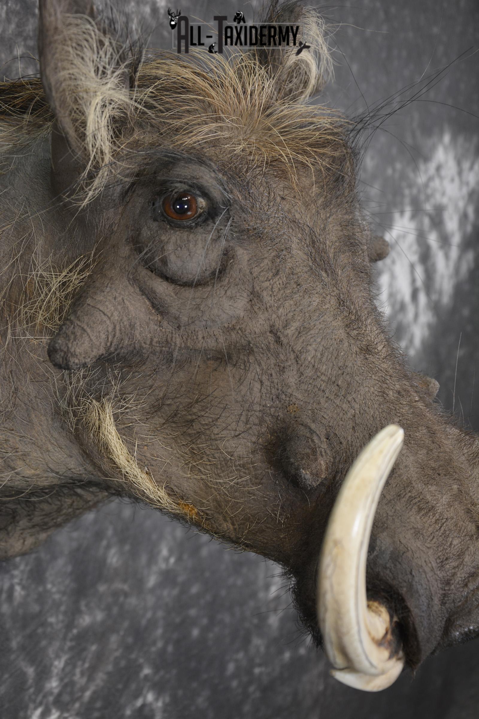 African Warthog taxidermy shoulder mount for sale SKU 1969 - Image 4