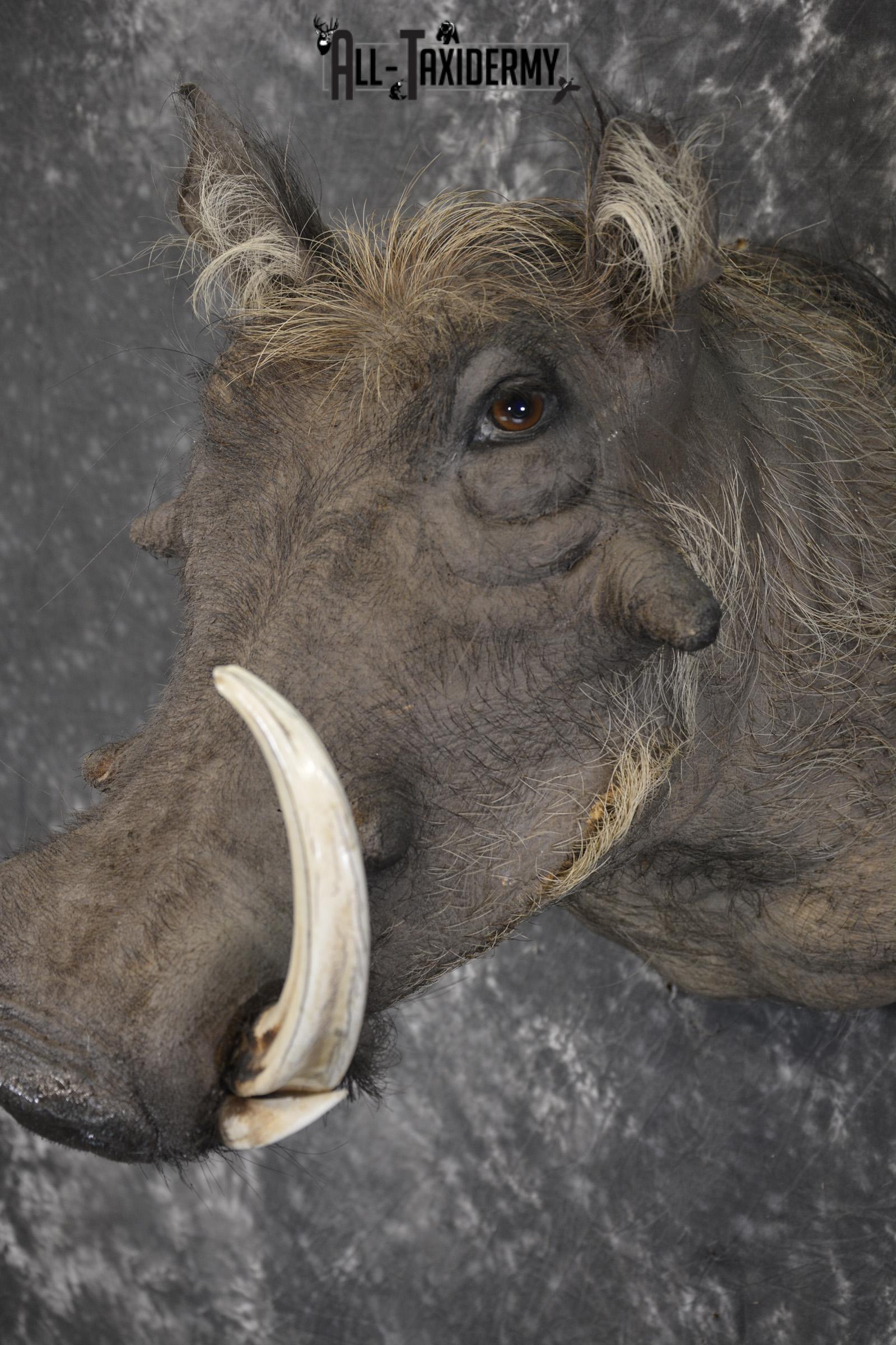 African Warthog taxidermy shoulder mount for sale SKU 1969 - Image 3