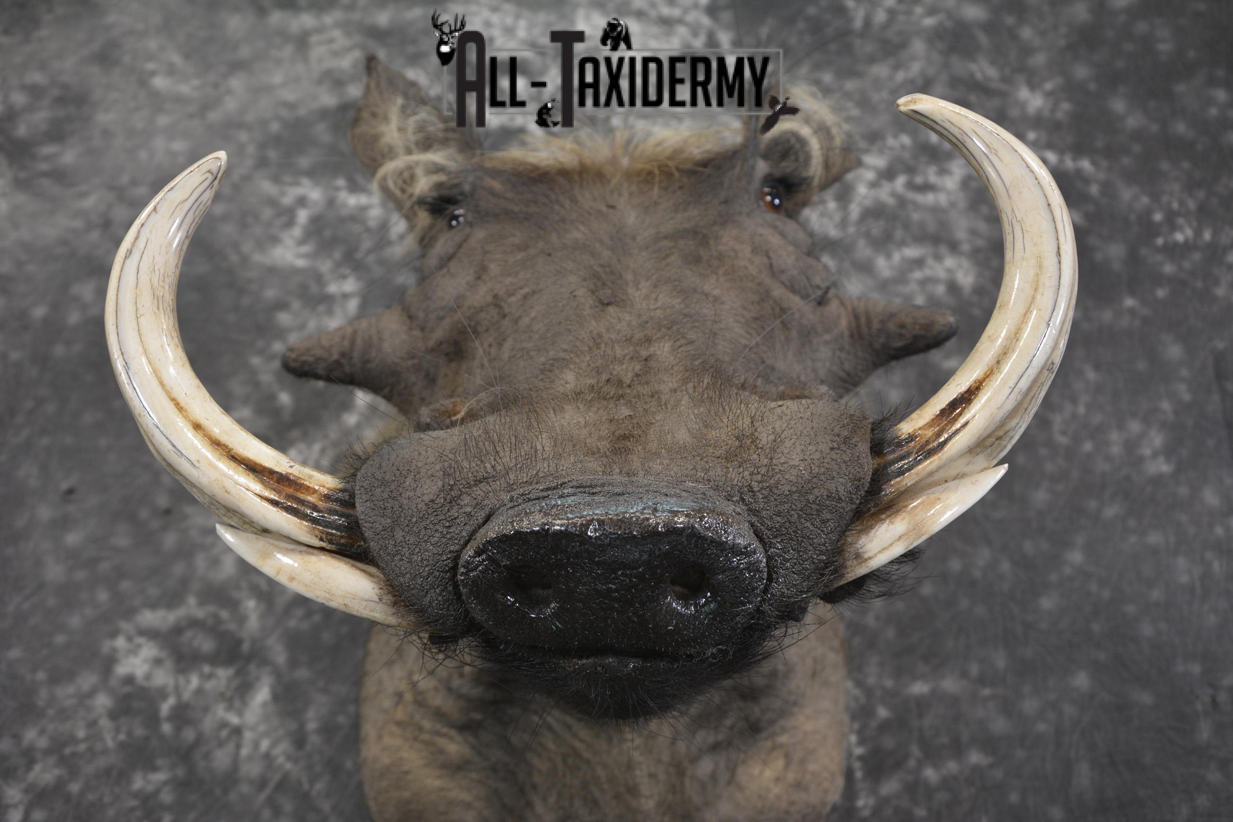 African Warthog taxidermy shoulder mount for sale SKU 1969 - Image 2