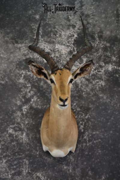 African Impala Taxidermy Shoulder Mount for sale SKU 1928