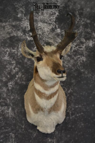 Pronghorn Antelope taxidermy shoulder mount for sale SKU 1945