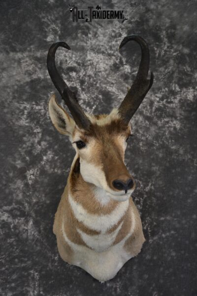 Pronghorn Antelope taxidermy shoulder mount for sale SKU 1986