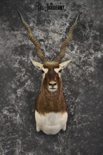 Black Buck taxidermy shoulder mount for sale SKU 1936