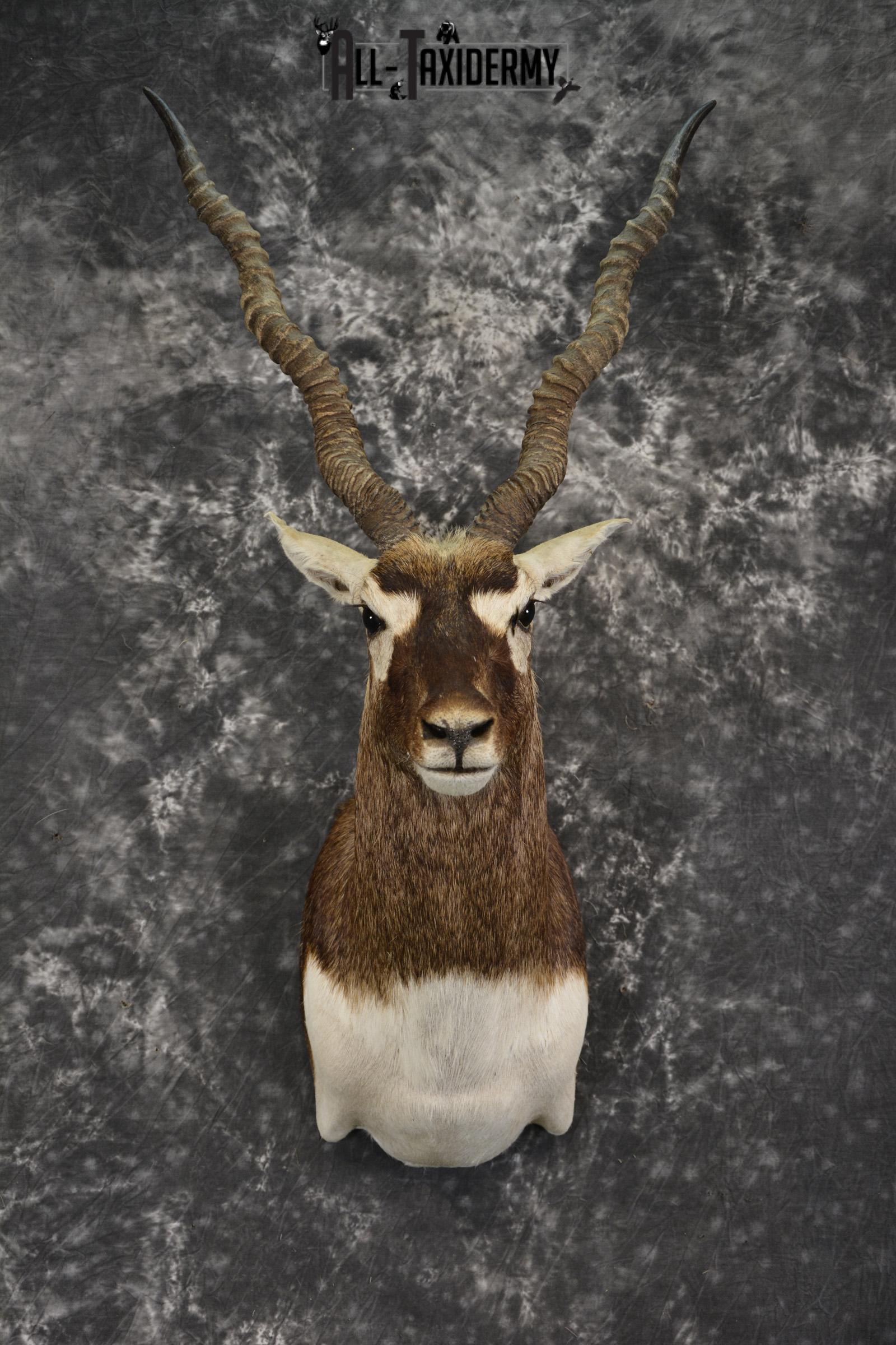 Black Buck taxidermy shoulder mount for sale SKU 1936