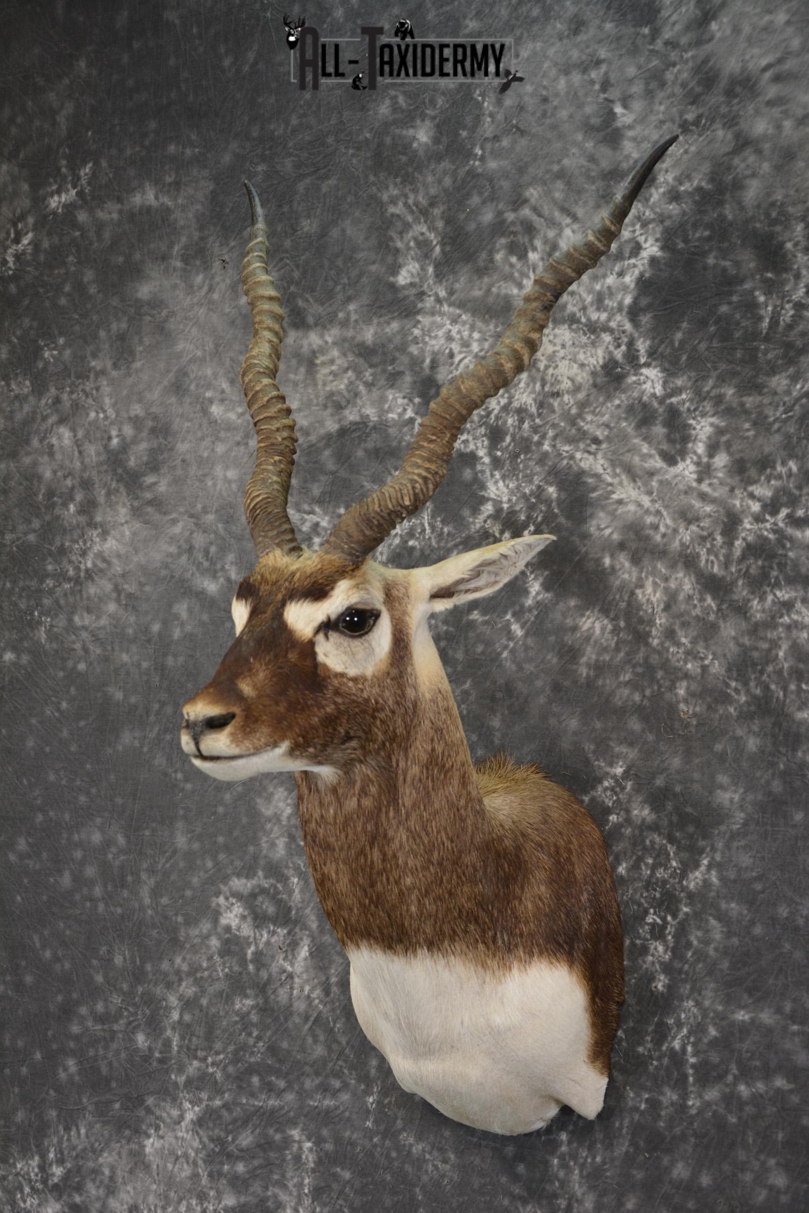 Black Buck taxidermy shoulder mount for sale SKU 1936 - Image 5