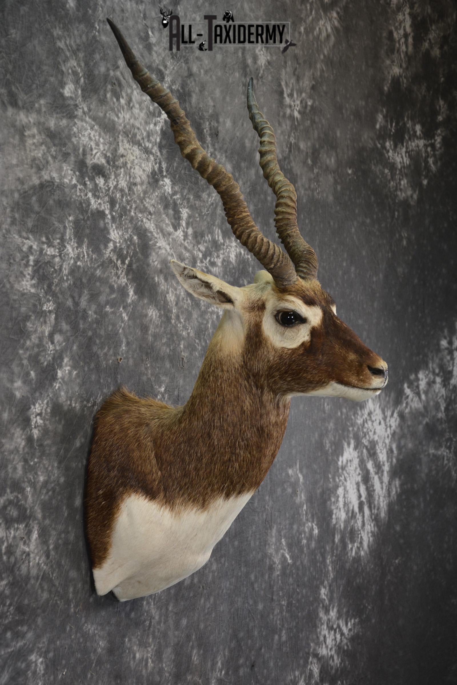 Black Buck taxidermy shoulder mount for sale SKU 1936 - Image 2