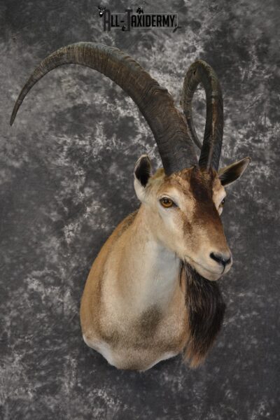 Persian Ibex taxidermy shoulder mount for sale SKU 2001