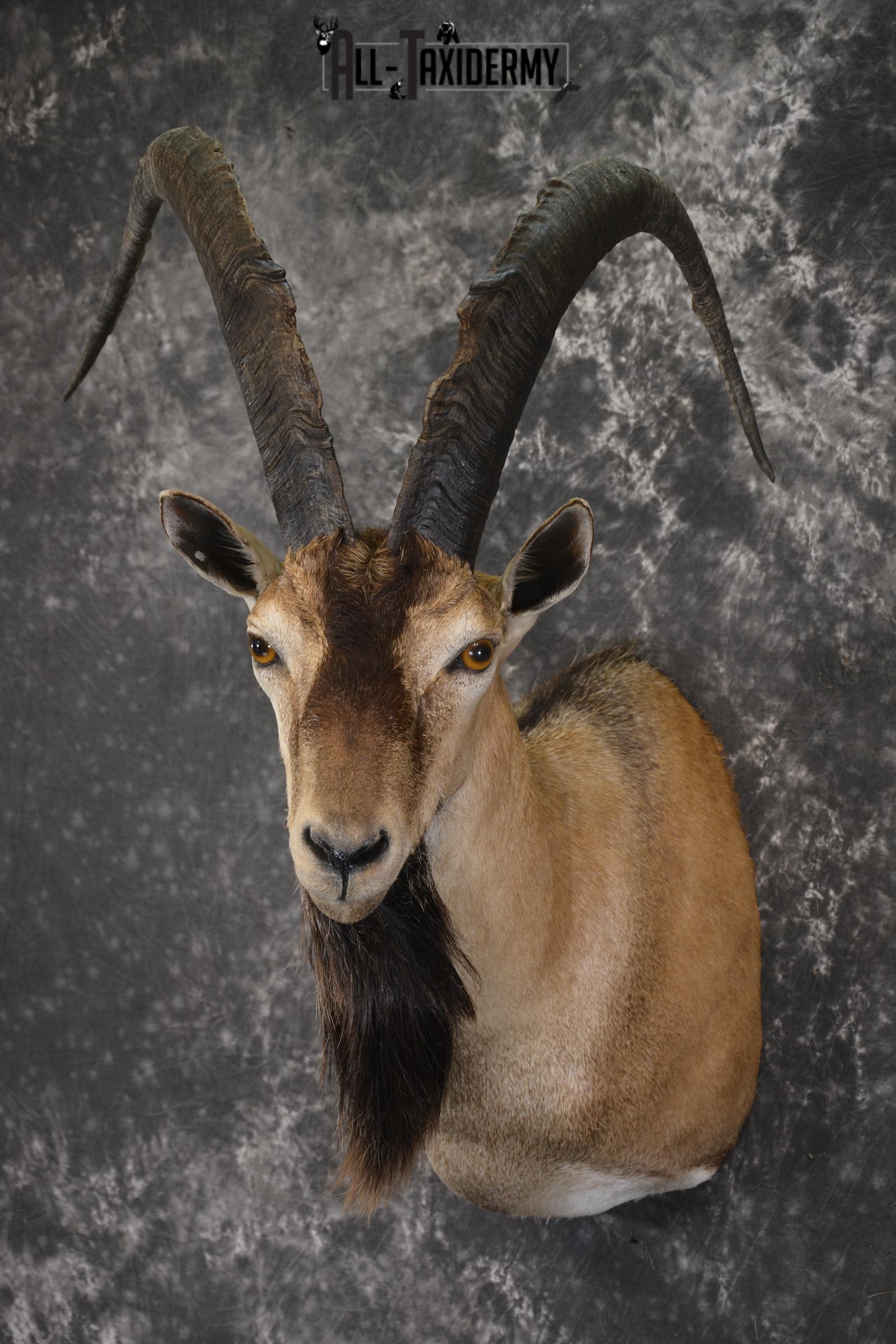 Persian Ibex taxidermy shoulder mount for sale SKU 2001 - Image 8