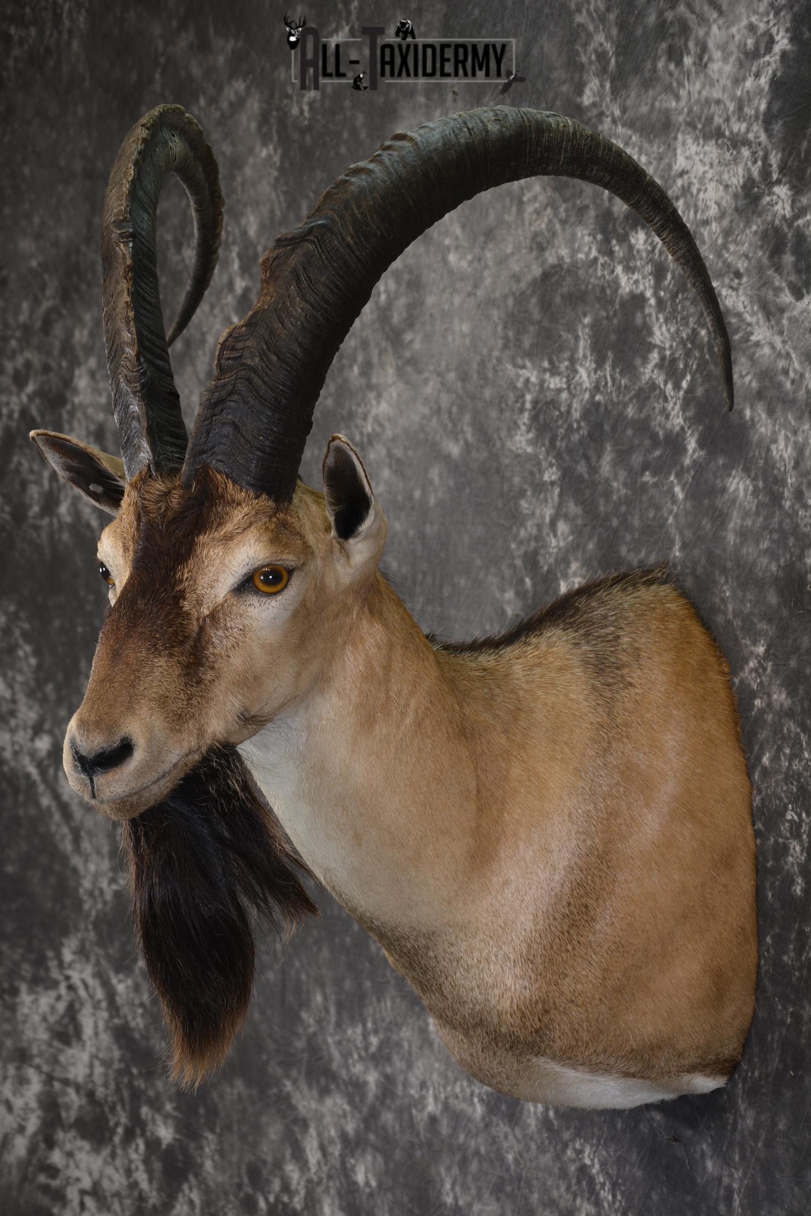 Persian Ibex taxidermy shoulder mount for sale SKU 2001 - Image 7